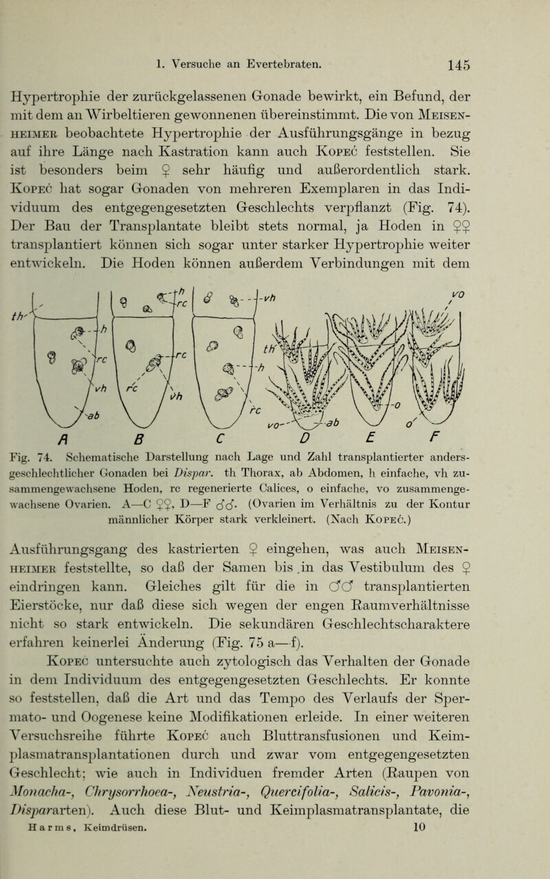 Hypertrophie der zurückgelassenen Gonade bewirkt, ein Befund, der mit dem an Wirbeltieren gewonnenen übereinstimmt. Die von Meisen- HEiMER beobachtete Hypertrophie der Ausführungsgänge in bezug auf ihre Länge nach Kastration kann auch Kopec feststellen. Sie ist besonders beim $ sehr häufig und außerordentlich stark. Kopec hat sogar Gonaden von mehreren Exemplaren in das Indi- viduum des entgegengesetzten Geschlechts verpflanzt (Fig. 74). Der Bau der Transplantate bleibt stets normal, ja Hoden in ?? transplantiert können sich sogar unter starker Hypertrophie weiter entwickeln. Die Hoden können außerdem Verbindungen mit dem geschlechtlicher Gonaden bei Dispar. th Thorax, ab Abdomen, h einfache, vh zu- sammengewachsene Hoden, rc regenerierte Calices, o einfache, vo zusammenge- wachsene Ovarien. A—C 5$, D—F Jcf. (Ovarien im Verhältnis zu der Kontur männlicher Körper stark verkleinert. (Nach Kopec.) Ausführungsgang des kastrierten 5 eingehen, was auch Meisen- heimer feststellte, so daß der Samen bis .in das Vestibulum des § eindringen kann. Gleiches gilt für die in ÖfÖf transplantierten Eierstöcke, nur daß diese sich wegen der engen Raumverhältnisse nicht so stark entwickeln. Die sekundären Geschlechtscharaktere erfahren keinerlei Änderung (Fig. 75 a—f). Kopec untersuchte auch zytologisch das Verhalten der Gonade in dem Individuum des entgegengesetzten Geschlechts. Er konnte so feststellen, daß die Art und das Tempo des Verlaufs der Sper- mato- und Oogenese keine Modifikationen erleide. In einer weiteren Versuchsreihe führte Kopec auch Bluttransfusionen und Keim- plasmatransplantationen durch und zwar vom entgegengesetzten Geschlecht; wie auch in Individuen fremder Arten (Raupen von Monacha-, Chrysorrlioea-, Neustria-, Quercifolia-, Salicis-, Pavonia-, Dispar&rten). Auch diese Blut- und Keimplasmatransplantate, die Harm8, Keimdrüsen. 10
