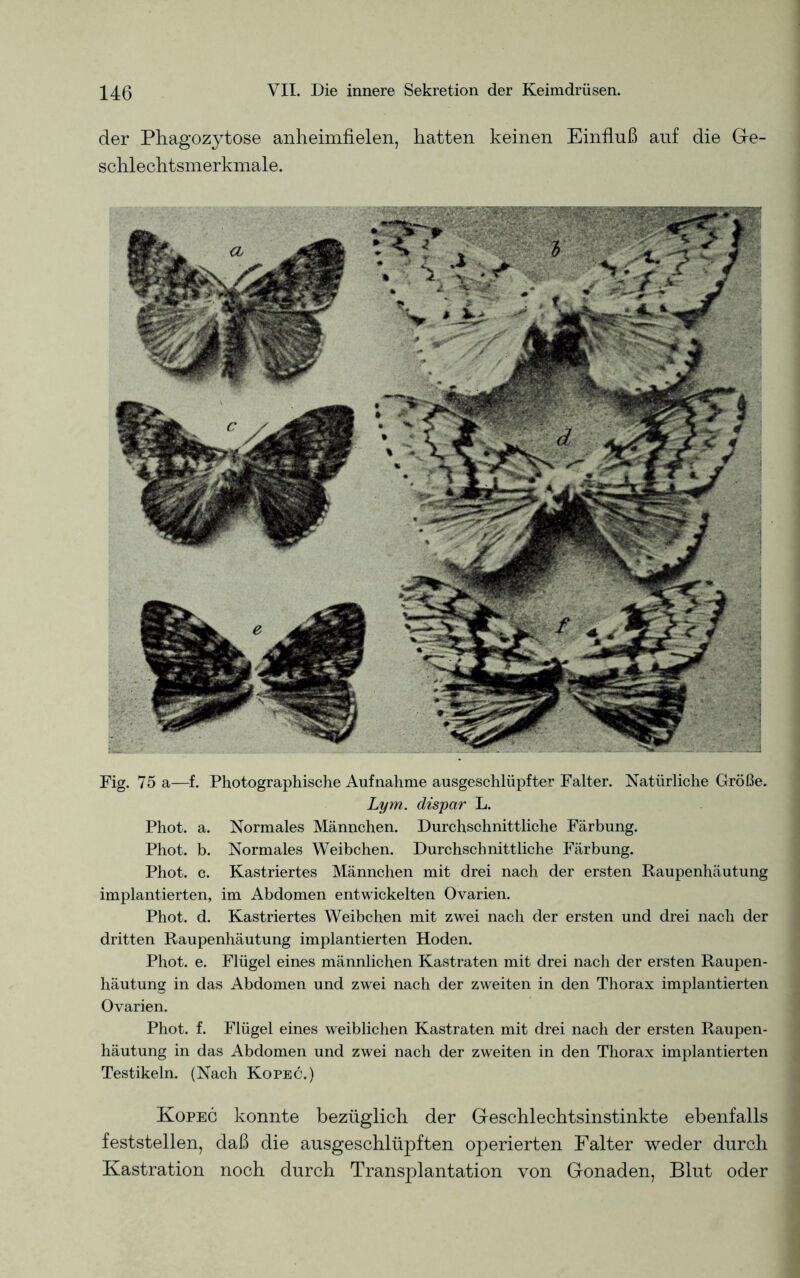 der Phagozytose anheimfielen, hatten keinen Einfluß auf die Ge- schlechtsmerkmale. Fig. 75 a—f. Photographische Aufnahme ausgeschlüpfter Falter. Natürliche Größe. Lym. dispar L. Phot. a. Normales Männchen. Durchschnittliche Färbung. Phot. b. Normales Weibchen. Durchschnittliche Färbung. Phot. c. Kastriertes Männchen mit drei nach der ersten Raupenhäutung implantierten, im Abdomen entwickelten Ovarien. Phot. d. Kastriertes Weibchen mit zwei nach der ersten und drei nach der dritten Raupenhäutung implantierten Hoden. Phot. e. Flügel eines männlichen Kastraten mit drei nach der ersten Raupen- häutung in das Abdomen und zwei nach der zweiten in den Thorax implantierten Ovarien. Phot. f. Flügel eines weiblichen Kastraten mit drei nach der ersten Raupen- häutung in das Abdomen und zwei nach der zweiten in den Thorax implantierten Testikeln. (Nach Kopec.) Kopec konnte bezüglich der Geschlechtsinstinkte ebenfalls feststellen, daß die ausgeschlüpften operierten Falter weder durch Kastration noch durch Transplantation von Gonaden, Blut oder
