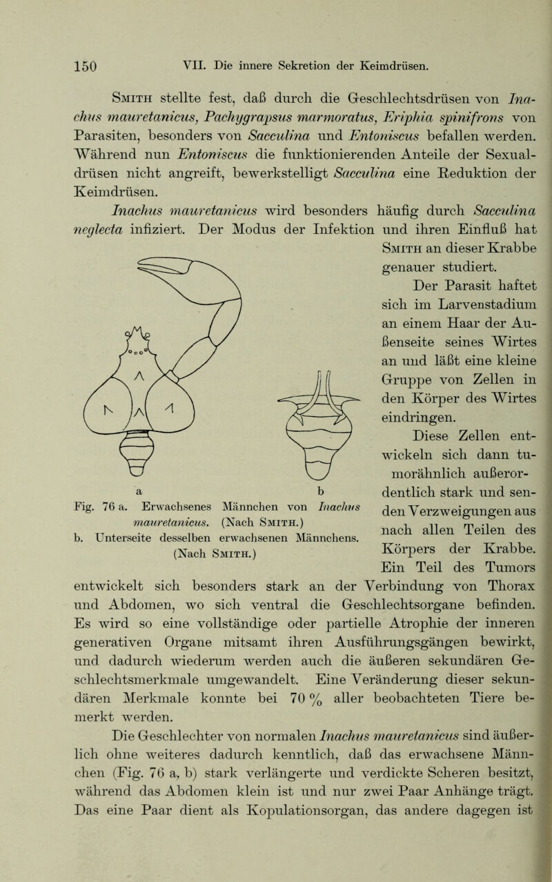 Smith stellte fest, daß durch, die Geschlechtsdrüsen von Ina- ckits mauretanicus, Pachygrapsus marmoratus, Eriphia spinifrons von Parasiten, besonders von Sacculina und Entoniscus befallen werden. Während nun Entoniscus die funktionierenden Anteile der Sexual- drüsen nicht angreift, bewerkstelligt Sacculina eine Reduktion der Keimdrüsen. Inachus mauretanicus wird besonders häufig durch Sacculina neglecta infiziert. Der Modus der Infektion und ihren Einfluß hat Smith an dieser Krabbe genauer studiert. Der Parasit haftet sich im Larvenstadium an einem Haar der Au- ßenseite seines Wirtes an und läßt eine kleine Gruppe von Zellen in den Körper des Wirtes eindringen. Diese Zellen ent- wickeln sich dann tu- morähnlich außeror- dentlich stark und sen- den Verzweigungen aus nach allen Teilen des Körpers der Krabbe. Ein Teil des Tumors entwickelt sich besonders stark an der Verbindung von Thorax und Abdomen, wo sich ventral die Geschlechtsorgane befinden. Es wird so eine vollständige oder partielle Atrophie der inneren generativen Organe mitsamt ihren Ausführungsgängen bewirkt, und dadurch wiederum werden auch die äußeren sekundären Ge- schlechtsmerkmale umgewandelt. Eine Veränderung dieser sekun- dären Merkmale konnte bei 70 % aller beobachteten Tiere be- merkt werden. Die Geschlechter von normalen Inachus mauretanicus sind äußer- lich ohne weiteres dadurch kenntlich, daß das erwachsene Männ- chen (Fig. 76 a, b) stark verlängerte und verdickte Scheren besitzt, während das Abdomen klein ist und nur zwei Paar Anhänge trägt. Das eine Paar dient als Kopulationsorgan, das andere dagegen ist Fig. 76 a. Erwachsenes Männchen von Inachus mauretanicus. (Nach Smith.) b. Unterseite desselben erwachsenen Männchens. (Nach Smith.)