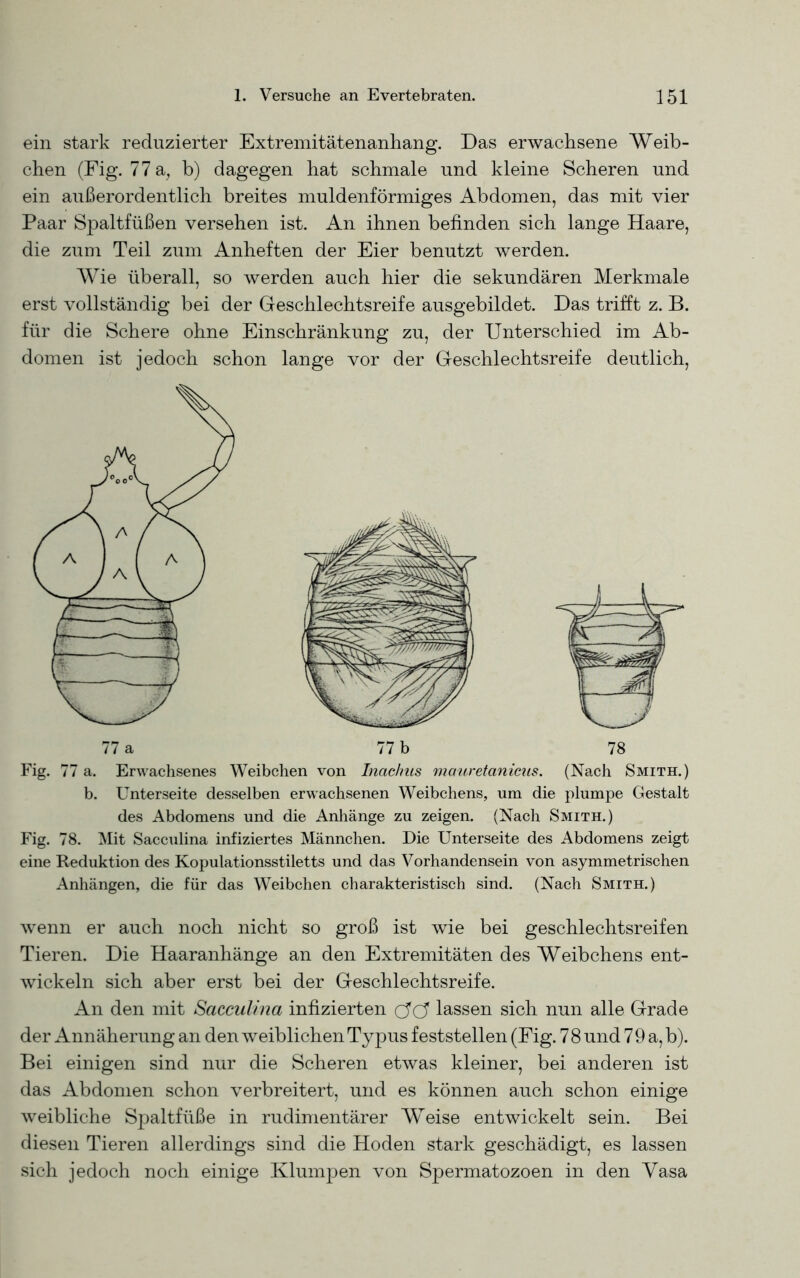 ein stark reduzierter Extremitätenanhang. Das erwachsene Weib- chen (Fig. 77 a, b) dagegen hat schmale und kleine Scheren und ein außerordentlich breites muldenförmiges Abdomen, das mit vier Paar Spaltfüßen versehen ist. An ihnen befinden sich lange Haare, die zum Teil zum Anheften der Eier benutzt werden. Wie überall, so werden auch hier die sekundären Merkmale erst vollständig bei der Geschlechtsreife ausgebildet. Das trifft z. B. für die Schere ohne Einschränkung zu, der Unterschied im Ab- domen ist jedoch schon lange vor der Geschlechtsreife deutlich, b. Unterseite desselben erwachsenen Weibchens, um die plumpe Gestalt des Abdomens und die Anhänge zu zeigen. (Nach Smith.) Fig. 78. Mit Sacculina infiziertes Männchen. Die Unterseite des Abdomens zeigt eine Reduktion des Kopulationsstiletts und das Vorhandensein von asymmetrischen Anhängen, die für das Weibchen charakteristisch sind. (Nach Smith.) wenn er auch noch nicht so groß ist wie bei geschlechtsreifen Tieren. Die Haaranhänge an den Extremitäten des Weibchens ent- wickeln sich aber erst bei der Geschlechtsreife. An den mit Sacculina infizierten cTcT lassen sich nun alle Grade der Annäherung an den weiblichen Typus feststellen (Eig. 7 8 und 79 a, b). Bei einigen sind nur die Scheren etwas kleiner, bei anderen ist das Abdomen schon verbreitert, und es können auch schon einige weibliche Spaltfüße in rudimentärer Weise entwickelt sein. Bei diesen Tieren allerdings sind die Hoden stark geschädigt, es lassen sich jedoch noch einige Klumpen von Spermatozoen in den Vasa