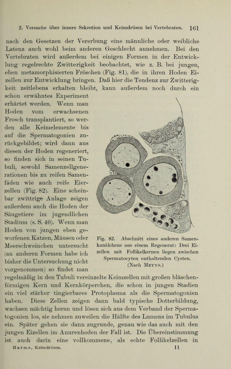 nach, den Gesetzen der Vererbung eine männliche oder weibliche Latenz auch wohl beim anderen Geschlecht annehmen. Bei den Vertebraten wird außerdem bei einigen Formen in der Entwick- lung regelrechte Zwitterigkeit beobachtet, wie z. B. bei jungen, eben metamorphisierten Fröschen (Fig. 81), die in ihren Hoden Ei- zellen zur Entwicklung bringen. Daß hier die Tendenz zur Zwitterig- keit zeitlebens erhalten bleibt, kann außerdem noch durch ein schon erwähntes Experiment erhärtet werden. Wenn man Hoden vom erwachsenen Frosch transplantiert, so wer- den alle Keimelemente bis zu- aus diesen der Hoden regeneriert, so finden sich in seinen Tu- buli, sowohl Samenzellgene- rationen bis zu reifen Samen- fäden wie auch reife Eier- zellen (Fig. 82). Eine schein- bar zwittrige Anlage zeigen außerdem auch die Hoden der Stadium (s. S. 40). Wenn man Hoden von jungen eben ge- worfenen Katzen, Mäusen oder Meerschweinchen untersucht (an anderen Formen habe ich bisher die Untersuchung nicht vorgenommen) so findet man regelmäßig in den Tubuli vereinzelte Keimzellen mit großen bläschen- förmigen Kern und Kernkörperchen, die schon in jungen Stadien ein viel stärker tingierbares Protoplasma als die Spermatogonien haben. Diese Zellen zeigen dann bald typische Dotterbildung, wachsen mächtig heran und lösen sich aus dem Verband der Sperma- togonien los, sie nehmen zuweilen die Hälfte des Lumens im Tubulus ein. Später gehen sie dann zugrunde, genau wie das auch mit den jungen Eizellen im Anurenhoden der Fall ist. Die Übereinstimmung ist auch darin eine vollkommene, als echte Follikelzellen in 11 Säugetiere im jugendlichen auf die Spermatogonien rückgebildet; wird dann Fig. 82. Abschnitt eines anderen Samen- kanälchens aus einem Regenerat: Drei Ei- zellen mit Follikelkernen liegen zwischen Spermatocyten enthaltenden Cysten. (Nach Meyns.) Harms, Keimdrüsen.