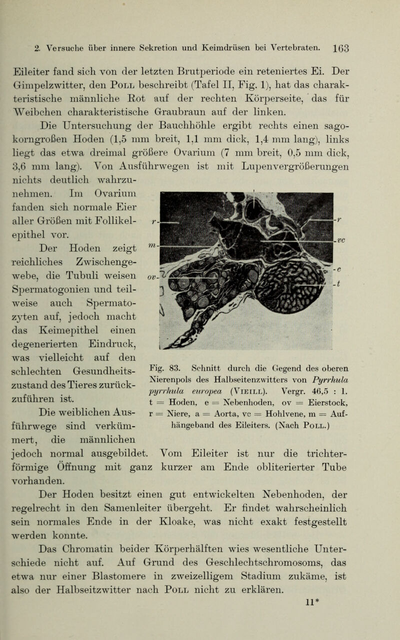 Eileiter fand sich von der letzten Brutperiode ein reteniertes Ei. Der Gimpelzwitter, den Poll beschreibt (Tafel II, Fig. 1), hat das charak- teristische männliche Rot auf der rechten Körperseite, das für Weibchen charakteristische Graubraun auf der linken. Die Untersuchung der Bauchhöhle ergibt rechts einen sago- korngroßen Hoden (1,5 mm breit, 1,1 mm dick, 1,4 mm lang), links liegt das etwa dreimal größere Ovarium (7 mm breit, 0,5 mm dick, 3,6 mm lang). Von Ausführwegen ist mit LujDen Vergrößerungen nichts deutlich wahrzu- nehmen. Im Ovarium fanden sich normale Eier aller Größen mit Follikel- epithel vor. Der Hoden zeigt reichliches Zwischenge- webe, die Tubuli weisen SjDermatogonien und teil- weise auch Spermato- zyten auf, jedoch macht das Keimepithel einen degenerierten Eindruck, was vielleicht auf den schlechten Gesundheits- zustand des Tieres zurück- zuführen ist. Die weiblichen Aus- führwege sind verküm- mert, die männlichen jedoch normal ausgebildet. Vom Eileiter ist nur die trichter- förmige Öffnung mit ganz kurzer am Ende obliterierter Tube vorhanden. Der Hoden besitzt einen gut entwickelten Nebenhoden, der regelrecht in den Samenleiter übergeht. Er findet wahrscheinlich sein normales Ende in der Kloake, was nicht exakt festgestellt werden konnte. Das Chromatin beider Körperhälften wies wesentliche Unter- schiede nicht auf. Auf Grund des Geschlechtschromosoms, das etwa nur einer Blastomere in zweizeiligem Stadium zukäme, ist also der Halbseitzwitter nach Poll nicht zu erklären. Fig. 83. Schnitt durch die Gegend des oberen Nierenpols des Halbseitenzwitters von Pyrrhula pyrrhula europea (Vieill). Vergr. 46,5 : 1. t = Hoden, e = Nebenhoden, ov = Eierstock, r = Niere, a = Aorta, vc = Hohlvene, m — Auf- hängeband des Eileiters. (Nach Poll.)