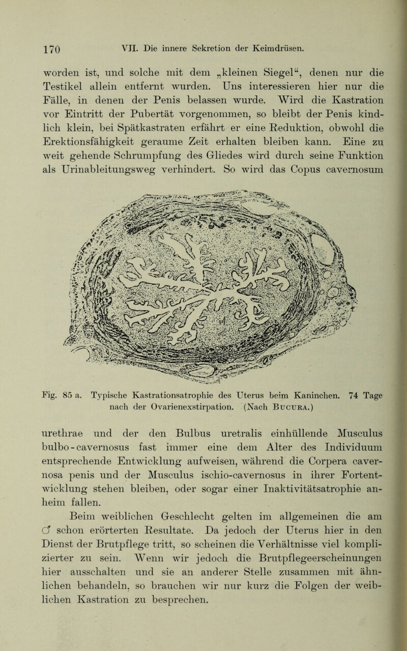 worden ist, und solche mit dem „kleinen Siegel“, denen nur die Testikel allein entfernt wurden. Uns interessieren hier nur die Fälle, in denen der Penis belassen wurde. Wird die Kastration vor Eintritt der Pubertät vorgenommen, so bleibt der Penis kind- lich klein, bei Spätkastraten erfährt er eine Reduktion, obwohl die Erektionsfähigkeit geraume Zeit erhalten bleiben kann. Eine zu weit gehende Schrumpfung des Gliedes wird durch seine Funktion als Urinableitungsweg verhindert. So wird das Copus cavernosum Fig. 85 a. Typische Kastrationsatrophie des Uterus beim Kaninchen. 74 Tage nach der Ovarienexstirpation. (Nach Bucura.) urethrae und der den Bulbus uretralis einhüllende Musculus bulbo - cavernosus fast immer eine dem Alter des Individuum entsprechende Entwicklung aufweisen, während die Corpera caver- nosa penis und der Musculus ischio-cavernosus in ihrer Fortent- wicklung stehen bleiben, oder sogar einer Inaktivitätsatrophie an- heim fallen. Beim weiblichen Geschlecht gelten im allgemeinen die am Cf schon erörterten Resultate. Da jedoch der Uterus hier in den Dienst der Brutpflege tritt, so scheinen die Verhältnisse viel kompli- zierter zu sein. Wenn wir jedoch die Brutpflegeerscheinungen hier ausschalten und sie an anderer Stelle zusammen mit ähn- lichen behandeln, so brauchen wir nur kurz die Folgen der weib- lichen Kastration zu besprechen.