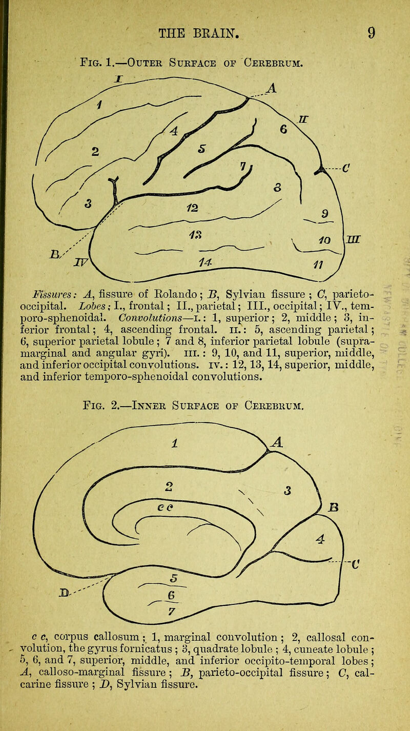 Fig. 1.—Outer Surface of Cerebrum. Fissures: A, fissure of Eolando; E, Sylvian fissure ; O, parieto- occipital. Lobes; I., frontal; II., parietal; III., occipital; IV., tem- poro-sphenoidal. Convolutions—i.: 1, suj>erior; 2, middle ; 3, in- ferior frontal; 4, ascending frontal, ii.: 5, ascending parietal; 6, superior parietal lobule ; 7 and 8, inferior parietal lobule (supra- marginal and angular gyri). iii.: 9, 10, and 11, superior, middle, and inferior occipital convolutions, iv.: 12,13,14, superior, middle, and inferior temporo-sphenoidal convolutions. Fig. 2.—Inner Surface of Cerebrum. calloso-marginal fissure ; B, parieto-occipital fissure; C, cal- carine fissure ; D, Sylvian fissure.