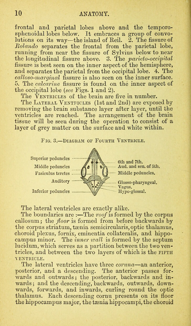 frontal and parietal lobes above and the temporo- spbenoidal lobes below. It embraces a group of convo- lutions on its way—the island of Reil. 2. The fissure of Rolando separates the frontal from the parietal lobe, running from near the fissure of Sylvius below to near the longitudinal fissure above. 3. The parieto-occipital fissure is best seen on the inner aspect of the hemisphere, and separates the parietal from the occipital lobe. 4. The calloso-marginal fissure is also seen on the inner surface. 5. The calcarine fissure is found on the inner aspect of the occipital lobe {see Figs. 1 and 2). The Yenteicles of the brain are five in number. The Lateral Ventricles (1st and 2nd) are exposed by removing the brain substance layer after layer, until the ventricles are reached. The arrangement of the brain tissue will be seen during the operation to consist of a layer of grey matter on the surface and white within. Fig. 8.—Diagram of Fourth Ventricle. Superior peduncles Middle peduncles Fasiculus teretes Auditory ■' Inferior peduncles 6th and 7th. Aud. and sen. of 5th. Middle peduncles. Glosso-phary ngeal. Vagus. Hypo-glossal. The lateral ventricles are exactly alike. The boundaries are :—The roo/is formed by the corpus callosum; the floor is formed from before backwards by the corpus striatum, teenia semicircularis, optic thalamus, choroid plexus, fornix, eminentia collateralis, and hippo- campus minor. The inner loall is formed by the septum lucidum, which serves as a partition between the two ven- tricles, and between the two layers of which is the eieth VENTRICLE. The lateral ventricles have three coruna—an anterior, posterior, and a descending. The anterior passes for- wards and outwards; the posterior, backwards and in- wards ; and the descending, backwards, outwards, down- wards, forwards, and inwards, curling round the optic thalamus. Each descending cornu presents on its floor the hippocampus major, the teenia hippocampi, the choroid