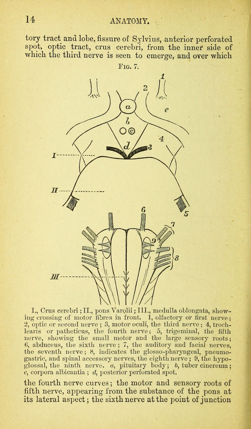 tory tract and lobe, fissure of Sylvius, anterior perforated spot, optic tract, crus cerebri, from the inner side of which the third nerve is seen to emerge, and over which Fig. 7. I., Crus cerebri; II., pons Varolii; HI., medulla oblongata, show- ing crossing of motor fibres in front. 1, olfactory or first nerve; 2, optic or second nerve ; 3, motor-oculi, the third nerve; 4, troch- learis or patheticus, the fourth nerve; 5, trigeminal, the fifth nerve, showing the small motor and the large sensory roots; tJ, abduceus, the sixth nerve ; 7, the auditory and facial nerves, the seventh nerve; 8, indicates the glosso-pharyngeal, pneumo- gastric, and spinal accessory nerves, the eighth nerve ; 9, the hypo- glossal, the ninth nerve, o, pituitary body; &, tuber cinereum; c, corpora albicantia ; cl, posterior perforated spot. the fourth nerve curves; the motor and sensory roots of fifth nerve, appearing from the substance of the pons at its lateral aspect; the sixth nerve at the point of junction