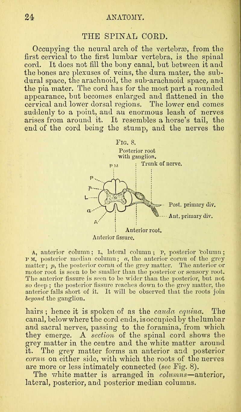 THE SPHSTAL COED. Occupying the neural arch of the vertebrae, from the first cervical to the first lumbar vertebra, is the spinal cord. It does not fill the bony canal, but between it and the bones are plexuses of veins, the dura mater, the sub- dural space, the arachnoid, the sub-arachnoid space, and the pia mater. The cord has for the most part a rounded appearance, but becomes enlarged and flattened in the cervical and lower dorsal regions. The lower end comes suddenly to a point, and an enormous leash of nerves arises from around it. It resembles a horse’s tail, the end of the cord being the stump, and the nerves the Fig. 8. Posterior root with ganglion. A, anterior colmiin; L, lateral column ; p, posterior ‘column ; p M, posterior median column; «, the anterior cornu of the grey matter; x>i the posterior cornu of the grej matter. The anterior or motor root is seen to be smaller than the posterior or sensory root. The anterior fissure is seen to be wider than the posterioi’, but not so deep ; the posterior fissure reaches down to the grey matter, the anterior falls short of it. It Avill be observed that the roots join bei/ond the ganglion. hairs ; hence it is spoken of as the cauda equina. The canal, below where the cord ends, is occupied by thelumbar and sacral nerves, passing to the foramina, from which they emerge. A section of the spinal cord shows the grey matter in the centre and the white matter around it. The grey matter forms an anterior and posterior cornu on either side, with which the roots of the nerves are more or less intimately connected {see Fig. 8). The white matter is arranged in columns—anterior, lateral, posterior, and posterior median columns.