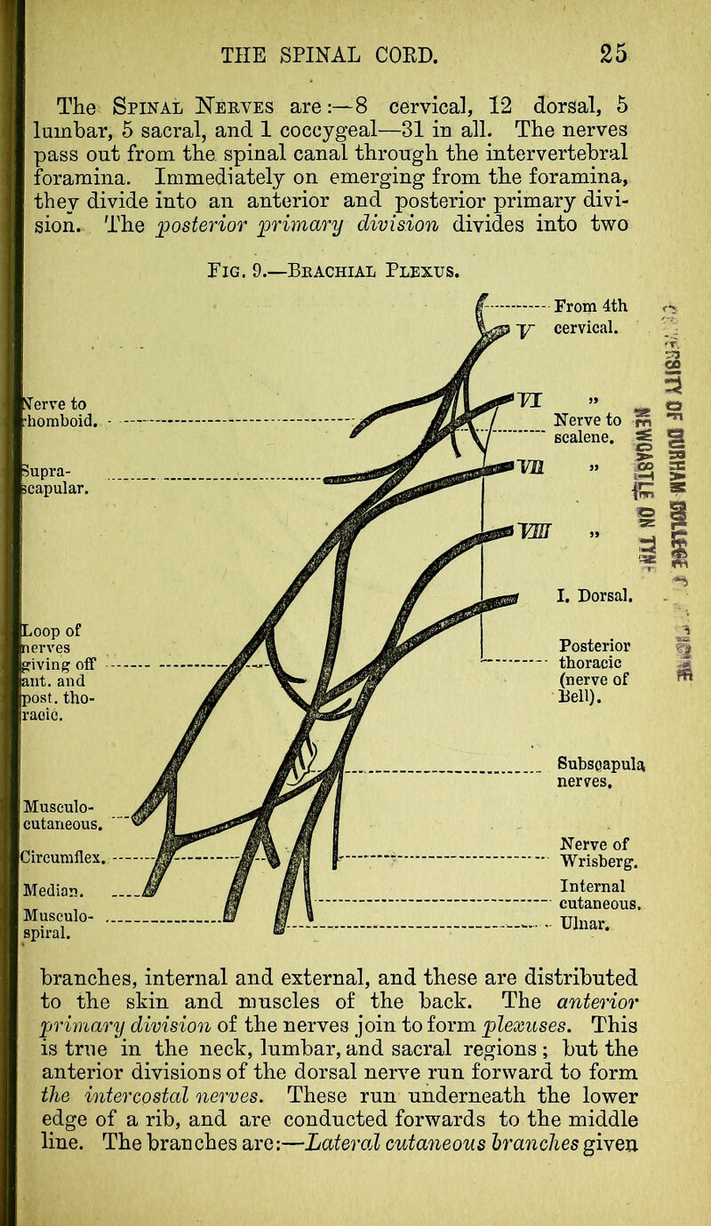 The Spinal Nerves are8 cervical, 12 dorsal, 5 lumbar, 5 sacral, and 1 coccygeal—31 in all. The nerves pass out from the spinal canal through the intervertebral foramina. Immediately on emerging from the foramina, thev divide into an anterior and posterior primary divi- sion. The posterior prwiary division divides into two Pig. 9.—Brachial Plexus. branches, internal and external, and these are distributed to the skin and muscles of the back. The anterior primary division of the nerves join to form plexuses. This is true in the neck, lumbar, and sacral regions ; but the anterior divisions of the dorsal nerve run forward to form the intercostal nerves. These run underneath the lower edge of a rib, and are conducted forwards to the middle line. The branches are;—Lateral cutaneous hranches given