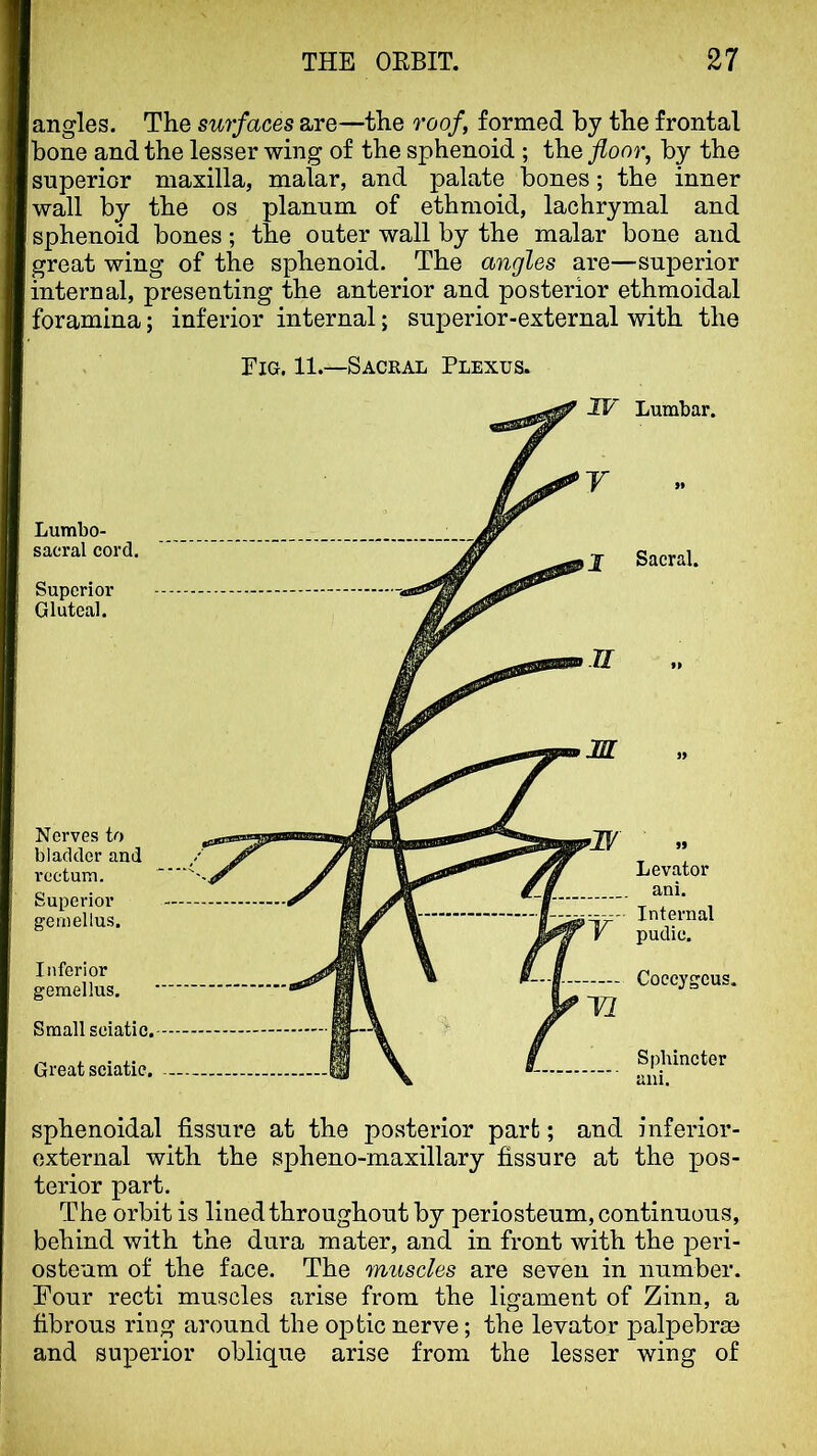 angles. The surfaces are—the roof, formed by the frontal bone and the lesser wing of the sphenoid ; the floor^ by the superior maxilla, malar, and palate bones; the inner wall by the os planum of ethmoid, lachrymal and sphenoid bones; the outer wall by the malar bone and great wing of the sphenoid. The angles are—superior internal, presenting the anterior and posterior ethmoidal foramina; inferior internal; superior-external with the Eio. 11.—Sackal Plexus. Sacral. Lumbar. Lumbo- sacral cord. Superior Gluteal. Nerves to bladder and rectum. Superior gemellus. Inferior gemellus. Small sciatic. Great sciatic. Coccygcus. Sphincter ani. IF Y I II V 99 Levator ani. Internal pudic. sphenoidal fissure at the posterior part; and inferior- external with the spheno-maxillary fissure at the pos- terior part. The orbit is lined throughout by periosteum, continuous, behind with the dura mater, and in front with the peri- osteum of the face. The muscles are seven in number. Four recti muscles arise from the ligament of Zinn, a fibrous ring around the optic nerve; the levator palpebrae and superior oblique arise from the lesser wing of