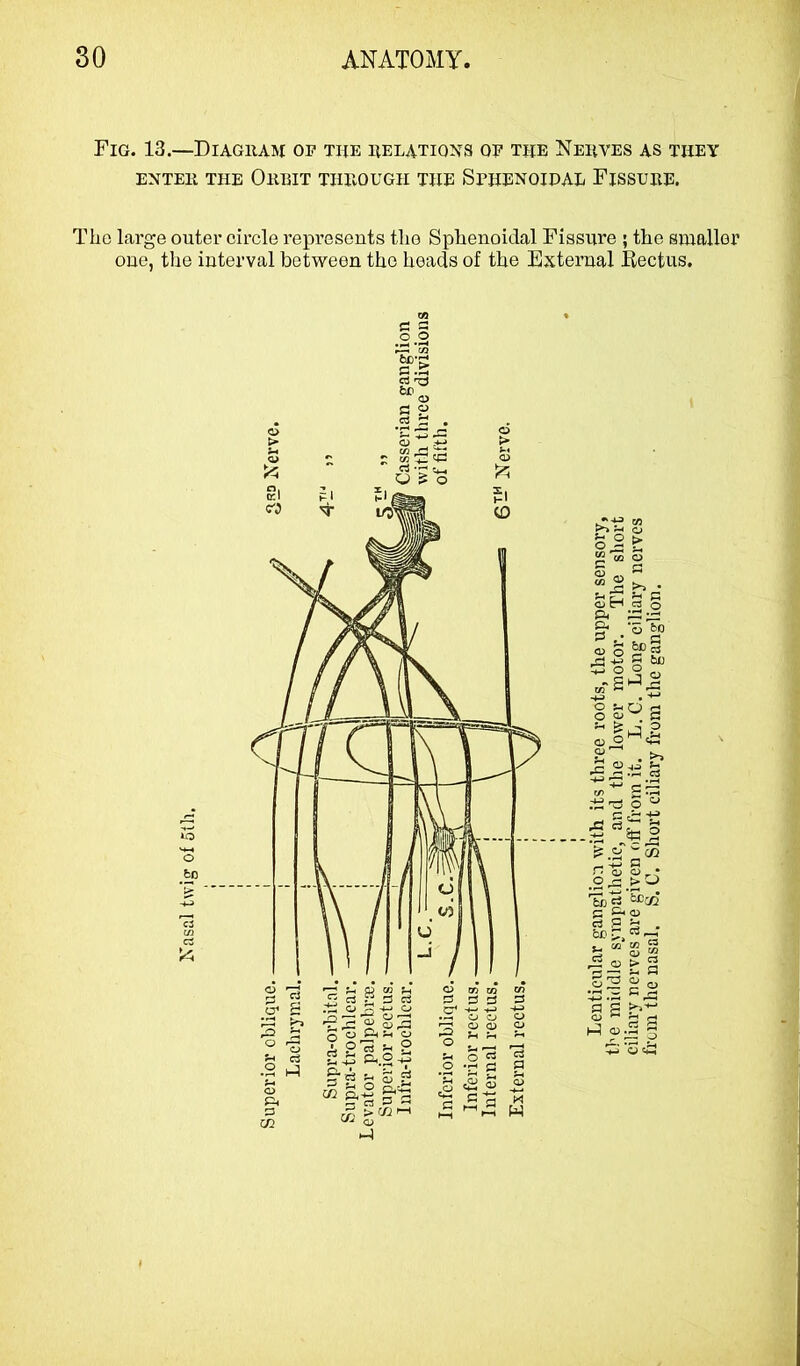 Fig. 13.—Diagham op the helatiohs op the Nehves as they ENTEH THE OllBIT THROUGH THE SPHENOIPAE FlSSURE. The large outer circle represents the Sphenoidal Fissure ; the smaller one, tlie interval between the heads of the External Rectus.