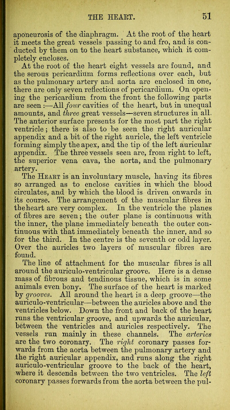 aponeurosis of tRe diaphragm. At the root of the heart it meets the great vessels passing to and fro, and is con- ducted by them on to the heart snbstance, which it com- pletely encloses. At the root of the heart eight vessels are found, and the serous pericardium forms reflections over each, but as the pulmonary artery and aorta are enclosed in one, there are only seven reflections of pericardium. On open- ing the pericardium from the front the following parts are seen :—All four cavities of the heart, but in unequal amounts, and three great vessels—seven structures in all. The anterior surface presents for the most part the right ventricle; there is also to be seen the right auricular appendix and a bit of the right auricle, the left ventricle forming simply the apex, and the tip of the left auricular appendix. The three vessels seen are, from right to left, the superior vena cava, the aorta, and the pulmonary artery. The Heart is an involuntary muscle, having its fibres so arranged as to enclose cavities in which the blood circulates, and by which the blood is driven onwards in its course. The arrangement of the muscular fibres in the heart are very complex. In the ventricle the planes of fibres are seven; the outer plane is continuous with the inner, the plane immediately beneath the outer con- tinuous with that immediately beneath the inner, and so for the third. In the centre is the seventh or odd layer. Over the auricles two layers of muscular fibres are found. The line of attachment for the muscular fibres is all around the auriculo-ventricular groove. Here is a dense mass of fibrous and tendinous tissue, which is in some animals even bony. The surface of the heart is marked by grooves. All around the heart is a deep groove—the auriculo-ventricular—between the auricles above and the ventricles below. Down the front and back of the heart runs the ventricular groove, and upwards the auricular, between the ventricles and auricles respectively. The vessels run mainly in these channels. The arteries are the two coronary. The right coronary passes for- wards from the aorta between the pulmonary artery and the right auricular appendix, and runs along the right auriculo-ventricular groove to the back of the heart, where it descends between the two ventricles. The left coronary passes forwards from the aorta between the pul-