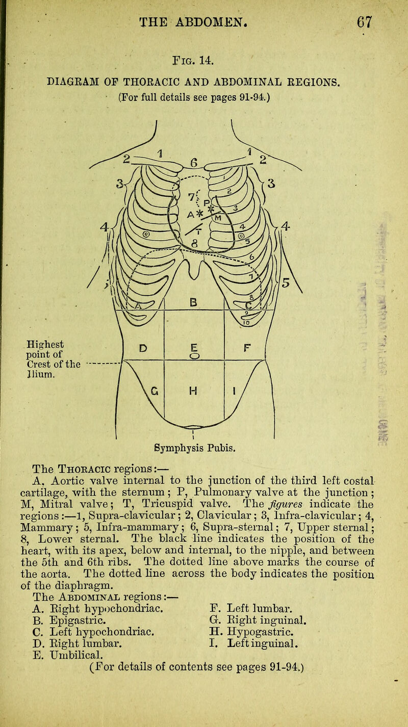 Fig. 14. DIAGEAM OP THORACIC AND ABDOMINAL REGIONS. (For full details see pages 91-94.) The Thoeacic regions:— A, Aortic valve internal to the junction of the third left costal cartilage, with the sternum ; P, Pulmonary valve at the junction ; M, Mitral valve; T, Tricuspid valve. The figures indicate the regions :—1, Supra-clavicular; 2, Clavicular; 3, Infra-clavicular; 4, Mammary; 5, Infra-mammary; 6, Supra-sternal; 7, Upper sternal; 8, Lower sternal. The black line indicates the position of the heart, with its apex, below and internal, to the nipple, and between the 5th and 6th ribs. The dotted line above marks the course of the aorta. The dotted line across the body indicates the position of the diaphragm. The Abdominal regions:— A. Eight hypochondriac. F. B. Epigastric. G. C. Left hypochondriac. H. D. Right lumbal’. I. E. Umbilical. (For details of contents see pages 91-94.) Left lumbar. Eight inguinal. Hypogastric. Left inguinal.