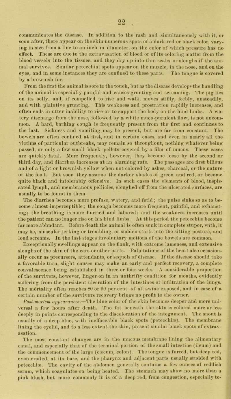 communicates tlio disease. In addition to tlie rash and simultaneously with it, or soon after, there appear on the skin numerous spots of a dark-red or black color, vary- ing in size from a liue to an inch in diameter, on the color of which ])ressure has no effect. These are due to the extravasation of blood or of its colori)io; njatter from the blood vessels into the tissues, and they dry up into thin scabs or sloughs if the ani- mal survives. Similar petecchial spots appear on the muzzle, in the nose, and on the eyes, and in some instances they are confined to these parts. The tongue is covered by a brownish fur. From the first the animal is sore to the touch, but as the disease develops the handling of the animal is especially painful and causes grunting and screaming. The pig lies on its belly, and, if compelled to rise and walk, moves stiflly, feebly, unsteadily, and with plaintive grunting. This weakness and prostration rapidly increases, and often ends in utter inability to rise or to support the body on the hind limbs. A wa- tery discharge from the nose, followed by a white niuco-purulent liosv, is not uncom- mon. A hard, barking cough is frequently present from the first and continues to the last. Sickness and vomiting may be j)resent, but are far from constant. The bowels are often confined at first, and in certain cases, and even in nearly all the victims of particular outbreaks, may remain so throughout, nothing whatever being passed, or only a few small black j)ellets covered by a film of mucus. These cases are quickly fatal. More frequently, however, they become loose by the second or third day, and diarrhea increases at an alarming rate. The passages are first bilious and of a light or brownish yellow when not colored by ashes, charcoal, or the nature of the foo I. But soon they assume the darker shades of green and red, or become quite black and intolerably offensive. In such cases the elements of blood, inspis- sated lymph, and membranous pellicles, sloughed off from the ulcerated surfaces, are usually to be found in them. The diarrhea becomes more profuse, watery, and fetid ; the pulse sinks so as to be- come almost imperceptible; the cough becomes more frequent, painful, and exhaust- ing; the breathing is more hurried and labored; and the weakness increases until the patient can no longer rise on his hind limbs. At this period the petecchim become far more abundant. Before death the animal is often sunk in complete stupor, with, it may be, muscular jerking or trembling, or sudden starts into the sitting posture, and loud screams. In the last stages involuntary motions of the bowels are common. Exceptionally swellings aj)pear on the Hank, with extreme lameness, and extensive sloughs of the skin of the ears or other parts. Palpitations of the heart also occasion- ally occur as precursors, attendants, or sequels of disease. If the disease should take a favorable turn, slight causes may make an early and perfect recovery, a complete convalescence being established in three or four weeks. A considerable proportion of the survivors, however, linger on in an unthrifty condition for months, evidently suffering from the persistent ulceration of the intestines or infiltration of the lungs. The mortality often reaches 80 or 90 per cent, of all swine exposed, and in case of a certain number of the survivors recovery brings no profit to the owner. Post-mortem appearances.—The blue color of the skin becomes deeper and more uni- versal a few hours after death. The fat beneath the skin is colored more or less deeply in points corresponding to the discoloration of the integument. The snout is usually of a deep blue, with ineffaceable black spots (i)etecchi;e). The membrane lining the eyelid, and to a less extent the skin, present similar black spots of extrav- asation. The most constant changes are in the mucous membrane lining the alimentary canal, and especially that of the terminal portion of the small intestine (ileum) and the commencement of the large (ca'cum, colon). The tongue is furred, but deep red, even eroded, at its base, and the pharynx and adjacent parts usually studded Avith petecchijc. The cavity of the abdomen generally contains a few ounces of reddish serum, which coagulates on being heated. The stomach may show no more than a pink blush, but more commonly it is of a deep red, from congestion, especially to-