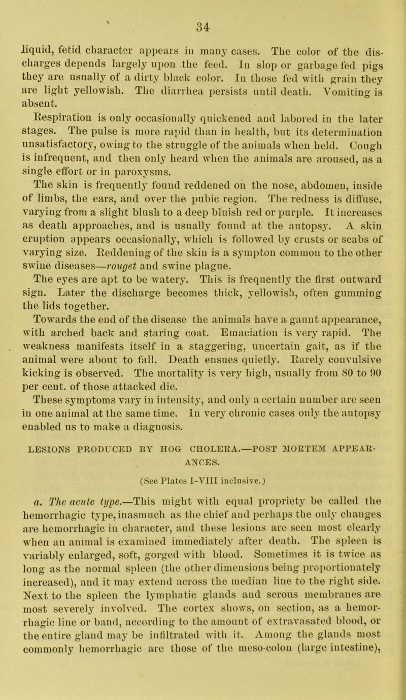 liquid, fetid character ap[)ears in many cases. The color of the dis- charges depends largely upon the feed. In slop or garbage fed pigs they are usually of a dirty black color. In those fed with grain they are light yellowish. The diarrhea persists until death. Vomiting is absent. Respiration is only occasionally quickened and labored in the later stages. The pulse is more rapid than in health, but its determination unsatisfactory, owing to the struggle of the animals when held. Cough is infrequent, and then only heard when the animals are aroused, as a single effort or in paroxysms. The skin is frequently found reddened on the nose, abdomen, inside of limbs, the ears, and over the pubic region. The redness is diffuse, varying from a slight blush to a deep bluish red or purple. It increases as death approaches, and is usually found at the autopsy. A skin eruption appears occasionally, which is followed by crusts or scabs of varying size. Reddening of the skin is a sympton common to the other swine diseases—rouget and swine plague. The eyes are apt to be watery. This is frequently the first outward sign. Later the discharge becomes thick, yellowish, often gumming the lids together. Towards the end of the disease the animals have a gaunt appearance, with arched back and staring coat. Emaciation is very rapid. The weakness manifests itself in a staggering, uncertain gait, as if the animal were about to fall. Death ensues quietly. Rarely convulsive kicking is observed. The mortality is very high, usually from 80 to 90 per cent, of those attacked die. These symptoms vary in intensity, and only a certain number are seen in one auimal at the same time. In very chronic cases only the autopsy enabled us to make a diagnosis. LESIONS PRODUCED BY HOG CHOLERA.—POST MORTEM APPEAR- ANCES. (See Plates I-VIII inclusive.) a. The acute type.—This might with equal propriety be called the hemorrhagic type, inasmuch as the chief and perhaps the only changes are hemorrhagic in character, and these lesions are seen most clearly when an animal is examined immediately after death. The spleen is variably enlarged, soft, gorged with blood. Sometimes it is twice as long as the normal spleen (the other dimensions being proportionately increased), and it may extend across the median line to the right side. Next to the spleen the lymphatic glands and serous membranes are most severely involved. The cortex shows, on section, as a hemor- rhagic line or band, according to the amount of extravasated blood, or the entire gland may be intiltrated with it. Among the glands most commonly hemorrhagic are those of the meso-colon (large intestine),