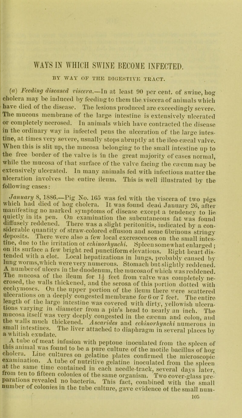 WAYS IN WHICH SWINE BECOME INFECTED. BY WAY OF THE DIGESTIYH'] TRACT. {a) Feeding diseased viscera.—In at least 90 percent, of swine, liog cholera may be inclnced by feeding- to them the viscera of animals which I have died of the disease. The lesions produced are exceedingly severe. The mucons membrane of the large intestine is extensively nicerated or completely necrosed. In animals which have contracted the disease in the ordinary way in infected pens the ulceriition of the large intes- tine, at times very severe, usually stops abruptly at the ileo-ciecal val\e. When this is slit up, the mucosa belonging to the small intestine up to the free border of the valve is in the great majority of cases normal, while the mucosa of that surface of the valve facing the ca?cnm may be extensively ulcerated. In many animals fed with infections matter the ulceration involves the entire ileum. This is well illustrated by the following cases : January 8, 1886.—Pig No. 165 was fed with the viscera of two pigs which had died of hog cholera. It was found dead January 26, after manitestiug no marked symptoms of disease except a tendency to lie quietly in its pen. On examination the subcutaneous fat was found diftasely reddened. There was a slight peritonitis, indicated by a con- siderable quantity of straw-colored eftusion and some hbriuous stringy deposits. There were also a few local excrescences on the small intes- tine, due to the irritation ot echinorhynclii, iSpleeu somewhat enlarged • on its surface a few bright red punctiform elevations. Eight heart dis- tended with a clot. Local hepatizations in lungs, probably caused by lung worms,which were very numerous. Stomach but slightly reddened. A numbei of ulcers in the duodenum, the mucosaof which was reddened. The mucosa of the ileum for 1^- feet from valve was completely ne- crosed, the walls thickened, and the serosa of this ])ortion dotted with ecchy moses. On the upper portion of the ileum there were scattered ulcerations on a deeply congested membrane for 6 or 7 feet. The entire length ot the large intestine was covered with dirty, yellowish ulcera- tions varying in diameter from a pin’s head to nearly an inch. The mucosa itself was very deeply congested in the cmciun and colon, and tlie Valls much thickened. Ascarides and cchinor/iyncJti numerous in small intestines. The liver attached to diaphragm in several places bv a whitish exudate. i j A tube of meat infusion with peptone inoculated from the spleen of this animal was found to be a pure culture of the motile bacillus of hog cnoleni. Line cultures on gelatine plates confirmed the microscoiiic examination. A tube opnitritive gelatine inoculated from the spleen at the same time contained in eacli needle-track, several days later, irom ten to fifteen colonies of the same organism. Two cover-glass pre- parations revealed no bacteria. This fact, combined with the small number of colonies in the tube culture, gave evidence of the small num-