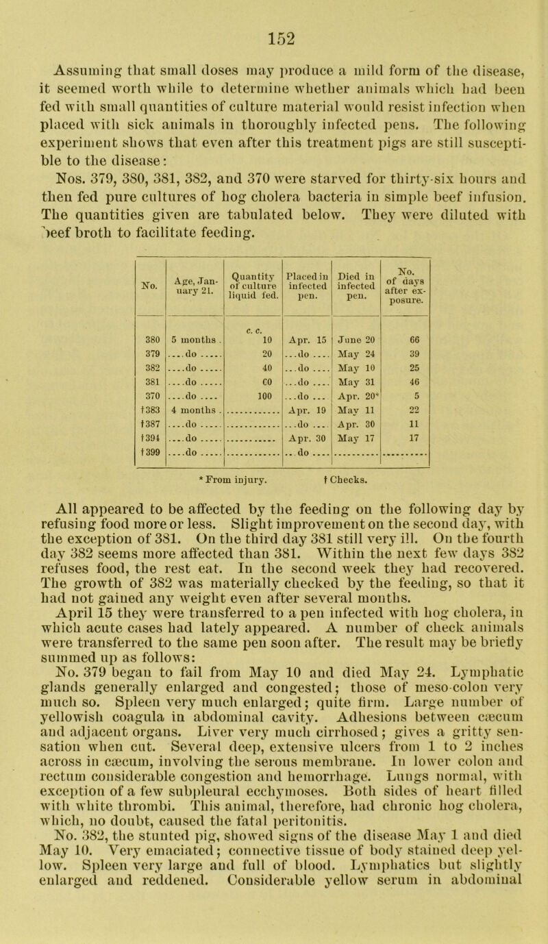 Assuming that small doses may produce a mild form of the disease, it seemed worth while to determine whether animals which had been fed with small quantities of culture material would resist infection when placed with sick animals in thoroughly infected pens. The following experiment shows that even after this treatment pigs are still suscepti- ble to the disease: Nos. 379, 380, 381, 382, and 370 were starved for thirty-six hours and then fed pure cultures of hog cholera bacteria in simple beef infusion. The quantities given are tabulated below. They were diluted with beef broth to facilitate feeding. No. A.{ie, Jan- uary 21. Quantity of culture liquid fed. Placed in infected pen. Died in infected pen. No. of days after ex- posure. 380 5 mouths . c. c. 10 Apr. 15 June 20 66 379 do 20 ... do May 24 39 382 do 40 .. .do May 10 25 381 do GO .. -do May 31 46 370 do 100 .. .do Apr. 20* 5 t383 4 months . Apr. 19 .. .do Mav 11 22 t387 do Apr. 30 May 17 11 t394 do Apr. 30 17 t399 do .. do * From injury. t Checks. All appeared to be affected by the feeding on the following day by refusing food more or less. Slight improvement on the second day, with the exception of 381. On the third day 381 still very ill. On the fourth day 382 seems more affected than 381. Within the next few days 382 refuses food, the rest eat. In the second week they had recovered. The growth of 382 was materially checked by the feeding, so that it had not gained srny weight even after several months. April 15 they were transferred to a pen infected with hog cholera, in which acute cases had lately appeared. A number of check animals were transferred to the same pen soon after. The result may be brielly summed up as follows: No. 379 began to fail from May 10 and died May 24. Lymphatic glands generally enlarged and congested; those of meso colon very much so. Spleen very much enlarged; quite firm. Large number of yellowish coagula in abdominal cavity. Adhesions between cmcuni and adjacent organs. Liver very much cirrhosed; gives a gritty sen- sation when cut. Several deep, extensive ulcers from 1 to 2 inches across iu caecum, involving the serous membrane. In lower colon and rectum considerable congestion and hemorrhage. Lungs normal, with exception of a few subpleural ecchymoses. Both sides of heart tilled with white thrombi. This animal, therefore, had chronic hog cholera, which, no doubt, caused the fatal peritonitis. No. 382, the stunted pig, showed signs of the disease May 1 and died May 10. Very emaciated; connective tissue of body stained deep yel- low. Sjdeen very large and full of blood. Lymphatics but slightly enlarged and reddened. Considerable yellow serum in abdominal