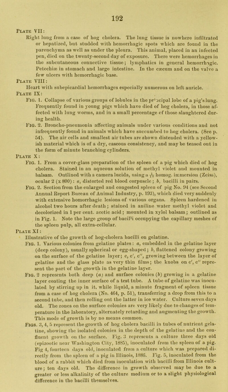 Plate VII: Right luug- from a caso of hog cholera. The lung tissue is uowhere infiltrated or hepatlzcd, hut studded with hemorrhagic spots which are found in the parenchyma as well as under the pleura. This animal, placed in an infected pen, died on the twenty-second day of exposure. There were hemorrhages in the subcutaneous connective tissue; lymphatics in general hemorrhagic. Petcchise in stomach and large intestine. In the csecum and on the valve a few ulcers with hemorrhagic base. Plate VIII: Heart with subepicardial hemorrhages especially numerous on left auricle. Plate IX: Fig. 1. Collapse of various groups of lobules in the pr'ucipal lobe of a pig’s lung. Frequently found in young pigs which have died of hog cholera, in those af- fected with lung worms, and in a small percentage cf those slaughtered dur- ing health. Fig. 2. Broncho-pneumonia affecting animals under various conditions and not infrequently found in animals which have succumbed to hog cholera. (See p. 54). The air cells and smallest air tubes are shown distended with a yellow- ish material which is of a dr}’-, caseous consistency, and may be teased out in the form of minute branching cylinders. Plate X: Fig. 1. From a cover-glass preparation of the spleen of a pig which died of hog cholera. Stained in an aqueous solution of methyl violet and mounted in balsam. Outlined with a camera lucida, using a homog. immersion (Zeiss), ocular 2 (x800): a, distorted red blood corpuscle ; h, bacilli iu pairs. Fig. 2. Section from the enlarged and congested spleen of pig No. t)4 (see Second Annual Report Bureau of Animal Industry, p. 193), which died very suddenly with extensive hemorrhagic lesions of various organs. Spleen hardened in alcohol two hours after death; stained in aniline water methyl violet and decolorized in 1 x)er cent, acetic acid ; mounted in xylol balsam ; outlined as in Fig. 1. Note the large group of bacilU occupying the capillary meshes of the spleen pulp, all extra-cellular. Plate XI: Illustrative of the growth of hog-cholera bacilli on gelatine. Fig. 1. Various colonies from gelatine iilates : a, embedded in the gelatine layer (deep colony), usually spherical or egg-shajaed ; &, flattened colony growing on the surface of the gelatine layer; c, c', c, growing between the layer of gelatine and the glass plate as very thin films; the knobs on c', c repre- sent the part of the growth in the gelatine layer. Fig. 2 represents both deej) (a) and surface colonies (&) growing in a gelatine layer coating the inner surface of a test tube. A tube of gelatine was inocu- lated by stirring up in it. while liquid, a minute fragment of spleen tissue from a case of hog cholera (No. 464, p. 51), transferring a drop from this to a second tube, and then rolling out the latter in ice water. Culture seven days old. The zones on the surface colonies are very likely due to changes of tem- perature in the laboratory, alternately retarding and augmenting the growth. This mode of growth is by no means common. Figs. 3, 4, 5 represent the growth of hog cholera bacilli in tubes of nutrient gela- tine, showing the i.solated colonies in the depth of the gelatine and the con- fluent growth on the surface. Fig. 3 represents a culture three days old (exrizootic near Washington City, 1885), inoculated from the spleen of a pig. Fig 4, fourteen days old, inoculated from a culture which was prepared di- rectly from the spleen of a jiig in Illinois, 1886. Fig. 5, inoculated from the blood of a rabbit which died from inoculation with bacilli from Illiuois cult- ure; ten days old. The difference iu growth observed maybe due to a greater or loss alkalinity of the culture medium or to a slight i)hysiological difference in the bacilli themselves.