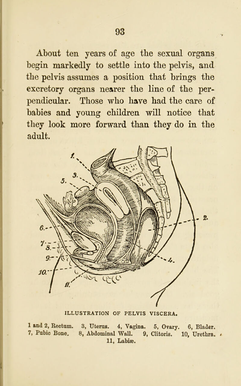 About ten years of age tbe sexual organs begin markedly to settle into tbe pelvis, and the pelvis assumes a position that brings the excretory organs nearer the line of the per- pendicular. Those who have had the care of babies and young children will notice that they look more forward than they do in the adult. 1 and 2, Rectum. 3, Uterus. 4, Vagina. 5, Ovary. 6, Blader. 7, Pubic Bone. 8, Abdominal Wall. 9, Clitoris. 10, Urethra. • 11, Labile.