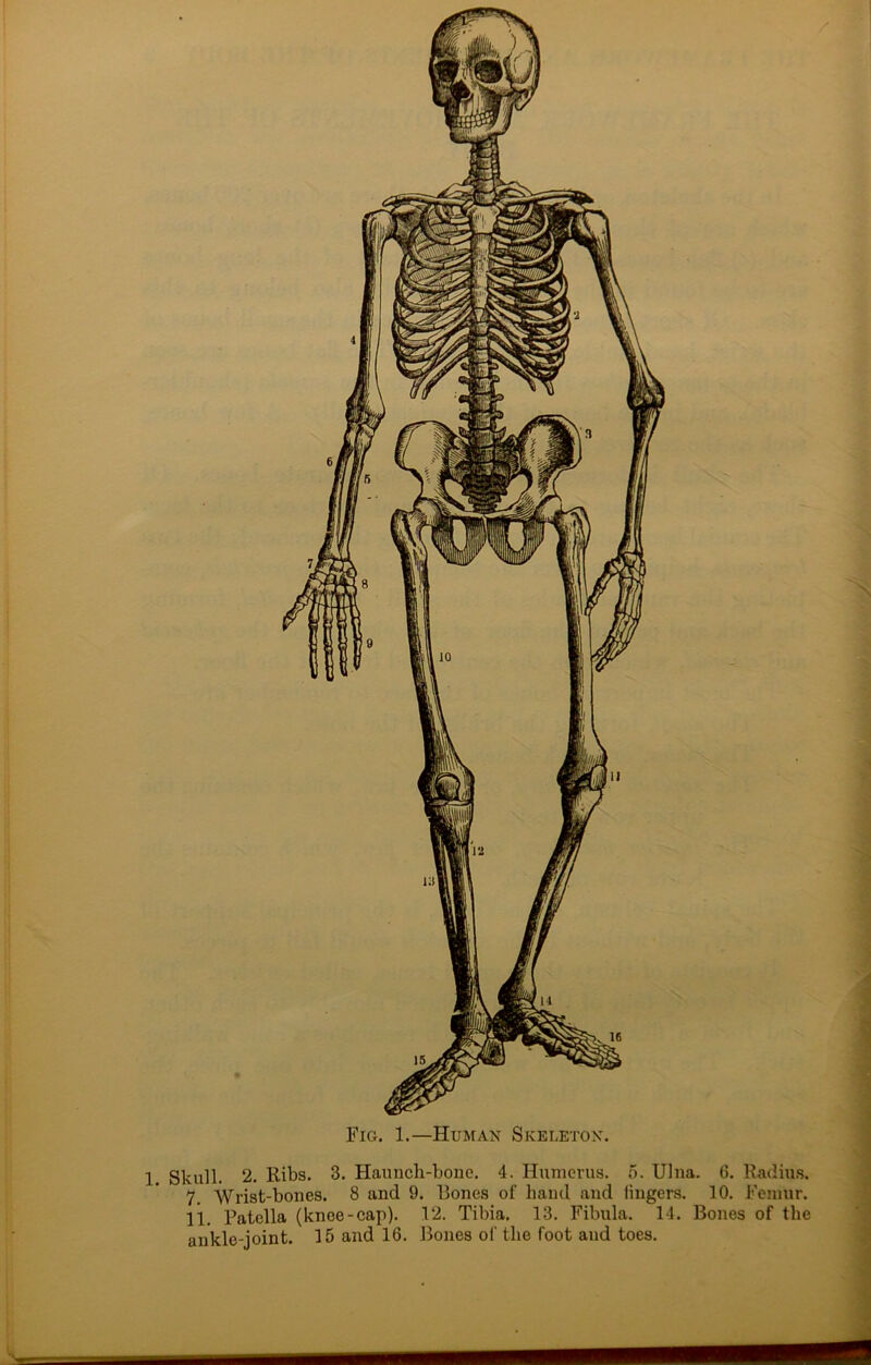 7. Wrist-bones. 8 and 9. Rones of hand and lingers. 10. Femur. 11. Patella (knee-cap). 12. Tibia. 13. Fibula. 14. Bones of the ankle-joint. 15 and 16. Bones of the foot and toes.