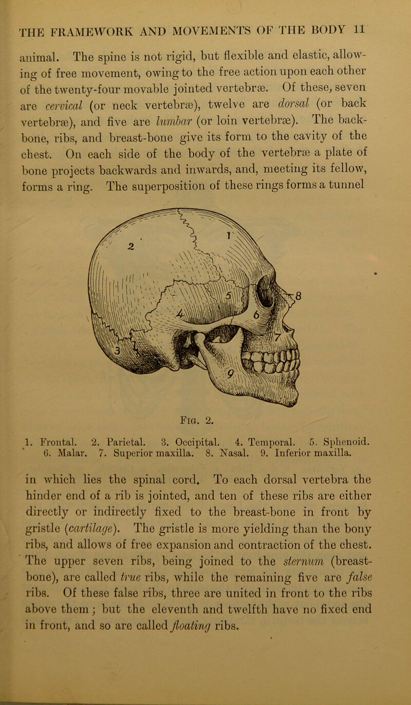 animal. The spine is not rigid, but flexible and elastic, allow- ing of free movement, owing to the free action upon each other of the twenty-four movable jointed vertebrae. Of these, seven are cervical (or neck vertebrae), twelve are clorsal (or back vertebrae), and five are lumbar (or loin vertebrae), lhe back- bone, ribs, and breast-bone give its form to the cavity of the chest. On each side of the body of the vertebrae a plate of bone projects backwards and inwards, and, meeting its fellow, forms a ring. The superposition of these rings forms a tunnel 1. Frontal. 2. Parietal. 3. Occipital. 4. Temporal. 5. Sphenoid. 6. Malar. 7. Superior maxilla. 8. Nasal. 9. Inferior maxilla. in which lies the spinal cord. To each dorsal vertebra the hinder end of a rib is jointed, and ten of these ribs are cither directly or indirectly fixed to the breast-bone in front by gristle (cartilage). The gristle is more yielding than the bony ribs, and allows of free expansion and contraction of the chest. The upper seven ribs, being joined to the sternum (breast- bone), are called true ribs, while the remaining five are false ribs. Of these false ribs, three are united in front to the ribs above them; but the eleventh and twelfth have no fixed end in front, and so are called floating ribs.