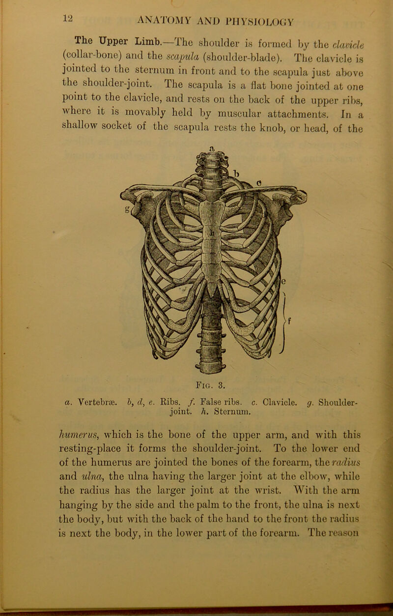 The Upper Limb.—The shoulder is formed by the clavicle (collai-bone) and the scapula (shoulder-blade). The clavicle is jointed to the sternum in front and to the scapula just above the shoulder-joint. The scapula is a flat bone jointed at one point to the clavicle, and rests on the back of the upper ribs, where it is movably held by muscular attachments. In a shallow socket of the scapula rests the knob, or head, of the Fig. 3. a. Vertebra, b, d, e. Ribs. /. False ribs. c. Clavicle, g. Shoulder- joint. h. Sternum. humerus, which is the bone of the upper arm, and with this resting-place it forms the shoulder-joint. To the lower end of the humerus are jointed the bones of the forearm, therafiws and ulna, the ulna having the larger joint at the elbow, while the radius has the larger joint at the wrist. With the arm hanging by the side and the palm to the front, the ulna is next the body, but with the back of the hand to the front the radius is next the body, in the lower part of the forearm. The reason