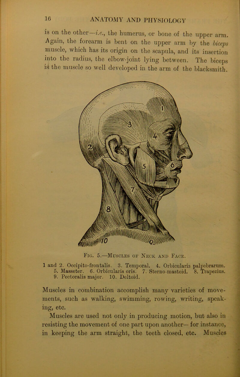 is on the other— i.e., the humerus, or bone of the upper arm. Again, the forearm is bent on the upper arm by the biceps muscle, which has its origin on the scapula, and its insertion into the radius, the elbow-joint lying between. The biceps i^' t^ie muscle so well developed in the arm of the blacksmith. Fig. 5.—Muscles of Neck and Face. 1 and 2. Occipito-frontalis. 3. Temporal. 4. Orbicularis palpebrarum. 5. Masseter. 6. Orbicularis oris. 7. Sterno-mastoid. 8. Trapezius. 9. Pectoralis major. 10. Deltoid. Muscles in combination accomplish many varieties of move- ments, such as walking, swimming, rowing, writing, speak- ing, etc. Muscles are used not only in producing motion, but also in resisting the movement of one part upon another— for instance, in keeping the arm straight, the teeth closed, etc. Muscles