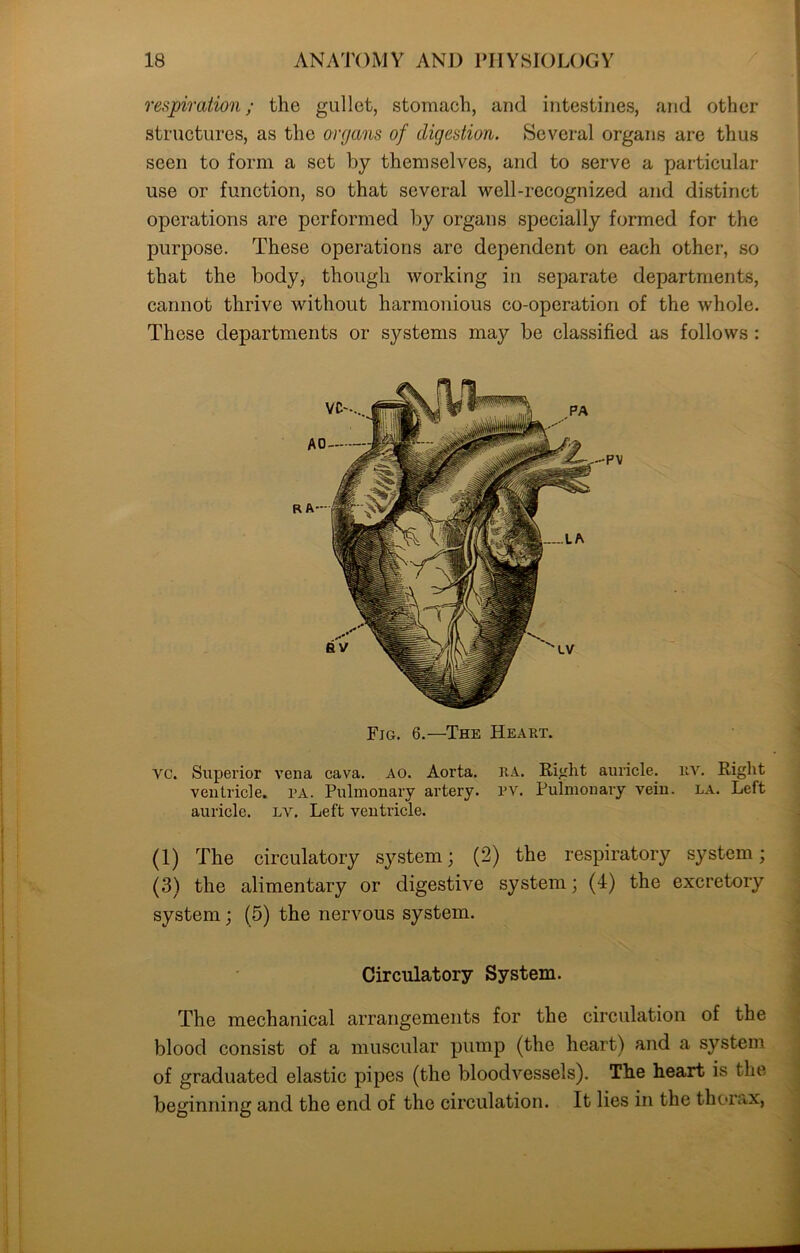 respiration; the gullet, stomach, and intestines, and other- structures, as the organs of digestion. Several organs are thus seen to form a set by themselves, and to serve a particular use or function, so that several well-recognized and distinct operations are performed by organs specially formed for the purpose. These operations are dependent on each other, so that the body, though working in separate departments, cannot thrive without harmonious co-operation of the whole. These departments or systems may be classified as follows : Fig. 6.—The Heart. vc. Superior vena cava. AO. Aorta. RA. Right auricle, liv. Right ventricle, pa. Pulmonary artery, pv. Pulmonary vein. la. Left auricle, lv. Left ventricle. (1) The circulatory system; (2) the respiratory system; (3) the alimentary or digestive system; (4) the excretory system; (5) the nervous system. Circulatory System. The mechanical arrangements for the circulation of the blood consist of a muscular pump (the heart) and a system of graduated elastic pipes (the bloodvessels). The heart is the beginning and the end of the circulation. It lies in the thorax,