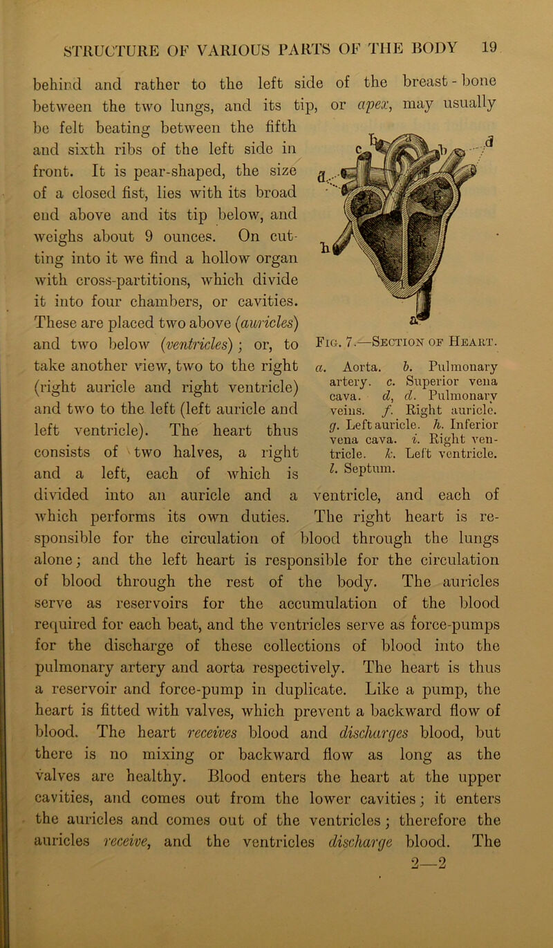 behind and rather to the left side of the breast - bone between the two lungs, and its tip, or apex, may usually be felt beating between the fifth and sixth ribs of the left side in front. It is pear-shaped, the size of a closed fist, lies with its broad end above and its tip below, and weighs about 9 ounces. On cut- ting into it we find a hollow organ with cross-partitions, which divide it into four chambers, or cavities. These are placed two above (auricles) and two below (ventricles); or, to Fig. 7.—Section of Heart take another view, two to the right a. Aorta. b. Pulmonary (right auricle and right ventricle) and two to the left (left auricle and left ventricle). The heart thus consists of Hwo halves, a right and a left, each of which is divided into an auricle and a ventricle, and each of which performs its own duties. The right heart is re- sponsible for the circulation of blood through the lungs alone; and the left heart is responsible for the circulation of blood through the rest of the body. The auricles serve as reservoirs for the accumulation of the blood required for each beat, and the ventricles serve as force-pumps for the discharge of these collections of blood into the pulmonary artery and aorta respectively. The heart is thus a reservoir and force-pump in duplicate. Like a pump, the heart is fitted with valves, which prevent a backward flow of blood. The heart receives blood and discharges blood, but there is no mixing or backward flow as long as the valves are healthy. Blood enters the heart at the upper cavities, and comes out from the lower cavities; it enters the auricles and comes out of the ventricles; therefore the auricles receive, and the ventricles discharge blood. The 9—9 artery, c. Superior vena cava. d, d. Pulmonary veins. /. Right auricle. g. Left auricle, h. Inferior vena cava. i. Right ven- tricle. k. Left ventricle. 1. Septum.