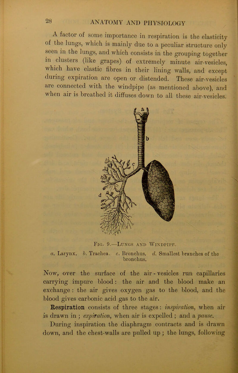 A factor of some importance in respiration is the elasticity of the lungs, which is mainly due to a peculiar structure only seen in the lungs, and which consists in the grouping together in clusters (like grapes) of extremely minute air-vesicles, which have elastic fibres in their lining walls, and except during expiration are open or distended. These air-vesicles are connected with the windpipe (as mentioned above), and v hen air is breathed it diffuses down to all these air-vesicles. Ficn 9.—Lungs and Windpipe. a. Larynx, b. Trachea, c. Bronchus, d. Smallest branches of the bronchus. Now, over the surface of the air-vesicles run capillaries carrying impure blood: the air and the blood make an exchange : the air gives oxygen gas to the blood, and the blood gives carbonic acid gas to the air. Respiration consists of three stages: inspiration, when air is drawn in ; expiration, when air is expelled ; and a pause. During inspiration the diaphragm contracts and is drawn down, and the chest-walls are pulled up; the lungs, following