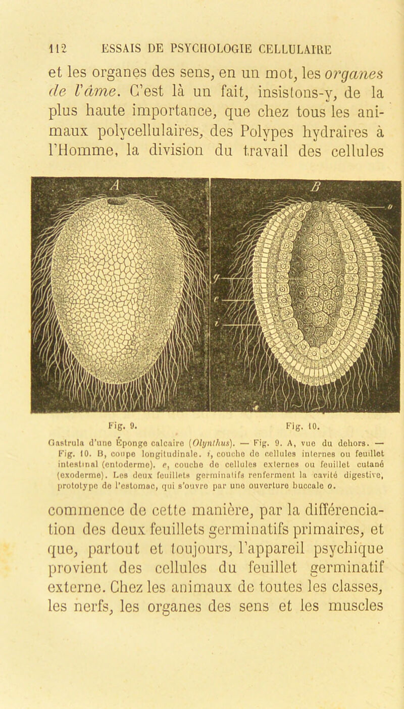 et les Organes des sens, en un mot, les o?^ga?ies de l'dme. G’est lä un fait^ insislons-y, de la plus haute importance, que chez tous les ani- maux polycellulaires, des Polypes hydraires ä PHomme, la division du travail des cellules Kig. 9. Fig. 10. Oaslrula d’une Kpongo calcairo [Olynthus). — Fig. 9. A, vuo du dohors. — Fig. 10. B, coiipo longitudinale, i, couehe do r.ellules inicrnes ou feuillot inteatinal (cnlodcrmo). e, conubo do cellules o.vlerncs ou feuillet cutanö (e.xoderme). Bes donx foiiilletB gorniinalifs renfermont la oavite digestive, [)rololypo do l’estomoc, qiii s’ouvro par uno ouverturo buccale o. cominence de ceüe manicu’e, par la difTerencia- tion des deux Ihuillets germinatifs primaires, et que, partout et loujours, Pappareil psycliique provient des cellules du feuillet germinatif externe. Chez les animaux de toutes les classes, les nerfs, les Organes des sens et les muscles