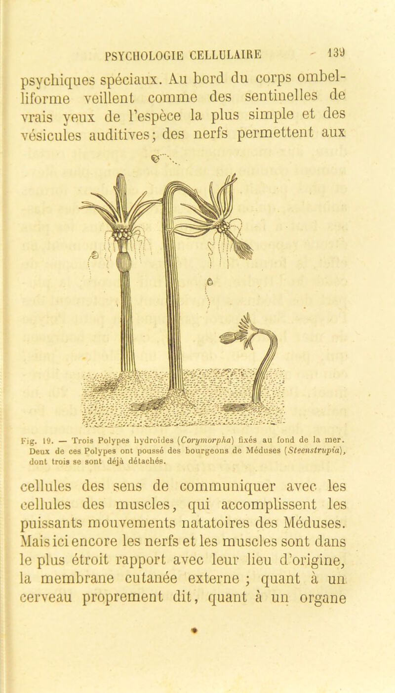 psycliic[ues speciaux. Au bord du corps ombel- liforme veillent comme des sentiuelles de vrais yeux de l’espece la plus simple et des vesicules auditives; des nerfs permettent aux Fig. 19. — Trois Polypes hydroldes {Corymorpha) fixes au fond de la mer. Deux de ces Polypes ont pousse des bourgeons de Meduses [Steenstrupia), dont trois se sont dejä detaches, cellules des seiis de communiquer avee les cellules des muscles, qui accomplissent les puissants mouvements natatoires des Meduses. Maisiciencore les nerfs et les muscles sont dans le plus etroit rapport avec leur lieu d’origine, la membrane cutanee externe ; quant ä un cerveau proprement dit, quant ä un Organe