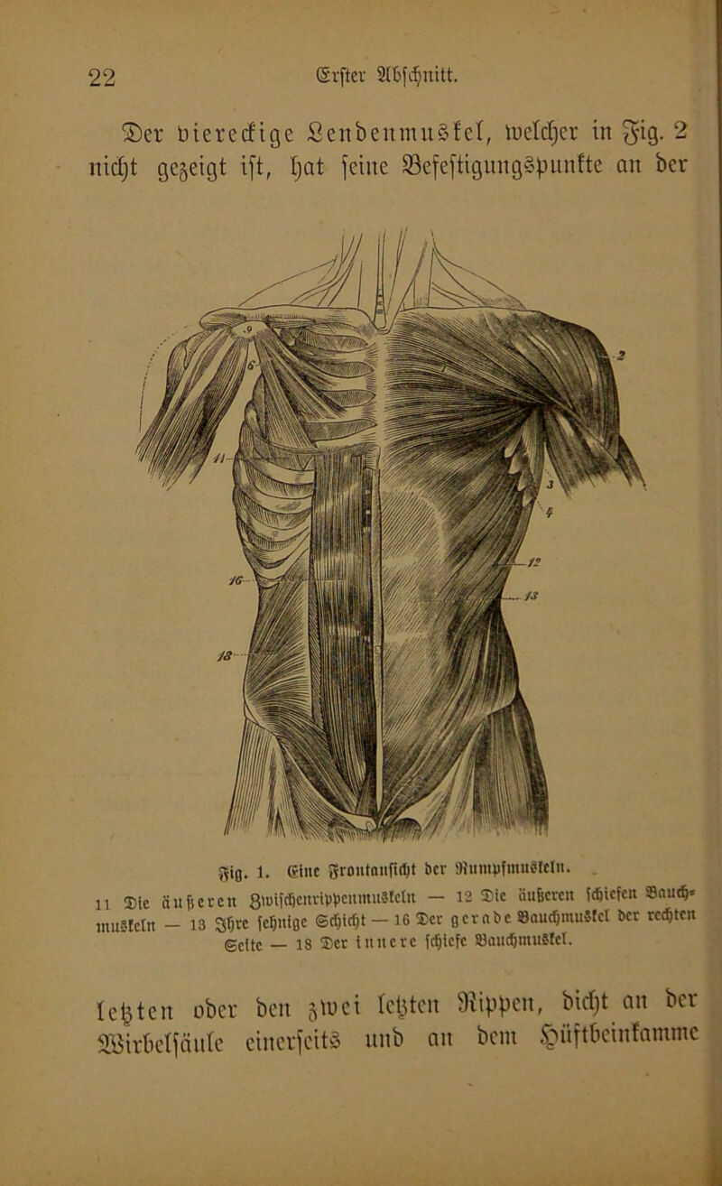 ©er bieredtge ScnbennutSfel, toetdjer in 3*ig- 2 nidjt gejeigt ift, t;at feine 23efeftigung§punftc an ber rsifl. 1. eine groutniifidjt ber iRumpfmuStelu. li Sic au feeren 8\uiftfecuripfecumu8fclit - 12 Sic äufeeren (djiefen Sainfe* muSteilt - 13 Sfere fefeniße ©tfeidjt -16 Ser ßcrnbc SaucfemuMcI ber rcdjtcn @c(tc _ 18 Ser innere fcfelcfc SönndjinuStci. lebten ober beit jtuci Icljteit Rippen, bidjt an ber Söirbelfäute cinerfctt» unb an bent Jpüftbetnfamme
