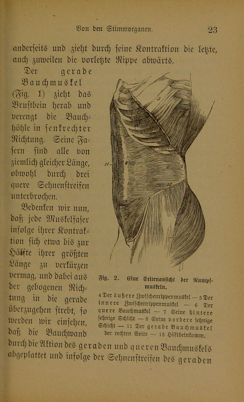 anberfeitS unb §ief)t burd) feine Äontraftiou bie leptc, and) ginueileit bie üortetjte 9?ippe abmärtS. ©er g e r a b e 95 a u dj m lt § f e I (gig. 1) gießt ba§ 93ruftbcin Ijerab itnb Uercitgt bie 93 au dp Ijöfffe in feit freister 9iid)tung. ©eine ga= fern fiitb affe Don äiemlid) gleicher Sänge, obraof)! burd] brei quere ©eßnenftreifen unterbrocljcu. 95eben!en mir nun, baff jebe iDatSfelfafer infolge iljrer Äontraf* tion fidj ctma big gur §ä(fte iprcr größten Sänge 311 Ocrfürgen ncrmag, unb babci au£ bcr gebogenen 9?idj= tung in bie gerabc nbcrgugeßen ftrebt, fo Serben mir einfeljen, baß bie 93audjmanb 5iß. 2. eine Sciteitanfirf)t bcr SWnmt)f= umstellt. 4 Ser äußere 8'otfd6enri^cttntu8IeI — 5 Ser innere 8>uifdjcnri|))>cnmu5tel — 6 Ser quere SBaucSmuSfet — 7 ©eine Sintere feSnige ©ff)icSt —8 Seine borbere feSnige ScSicSt — 11 Ser gerabc SBaudjmusIet bcr rechten ©eite - 13 $ilft6etnfamm. burcßbieSlftion be§ geraben unb queren SöaudjinuSferg abgeplattet unb infolge bcr ©eljnenftrcifen bcS geraben