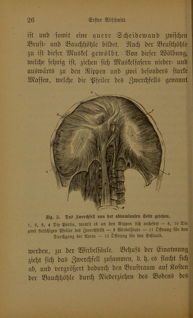 ift unb fomit eilte quere ©djeibetuanb jtoifdjett S3ruft= unb 93auc^£)öt)te bitbet. 9?ad) ber 33ruftt)öf)(e 51t ift biefcr S0?it§fel geiuölbt. 33ou biefer SSSötbung, ioetdje feljnig ift, gieren fidj ü)Jfu§feIfaferit nieber- unb au§tuärt§ git beit Stippen unb gtuei befonberS ftarfe Waffen, ineldje bic Pfeiler be§ 3tr>crc£)feH§ genannt gig. 3, 3>a§ 3tua'(l)fcll uon ber nbbomiitnlen Seile gefeint. 1, 2, 3, 4 Sic Partie, womit eS ait ben Dtippen fidj anljcftct — 8, 10 Sic jiuci ftctfdjlgcn ipfeitcr bc§ giocrdjfcHS — 9 SSir&ctfiiutc — 11 Öffnung fiir ben Surdjgnng ber Stovta — 12 Öffnung fiir ben Sdfluitb. mcrbeit, 31t ber Sßirbctfciirtc. ScljufS ber Einatmung gietjt fidj ba§ Biucrdjfcll jufammen, b. tj. eS ftadjt fidj ab, unb Vergrößert baburdj ben Sruftraum auf Soften ber 93audjtjüt)(e bitrdj Üticbcr^icljeu be$ SöobcnS beS