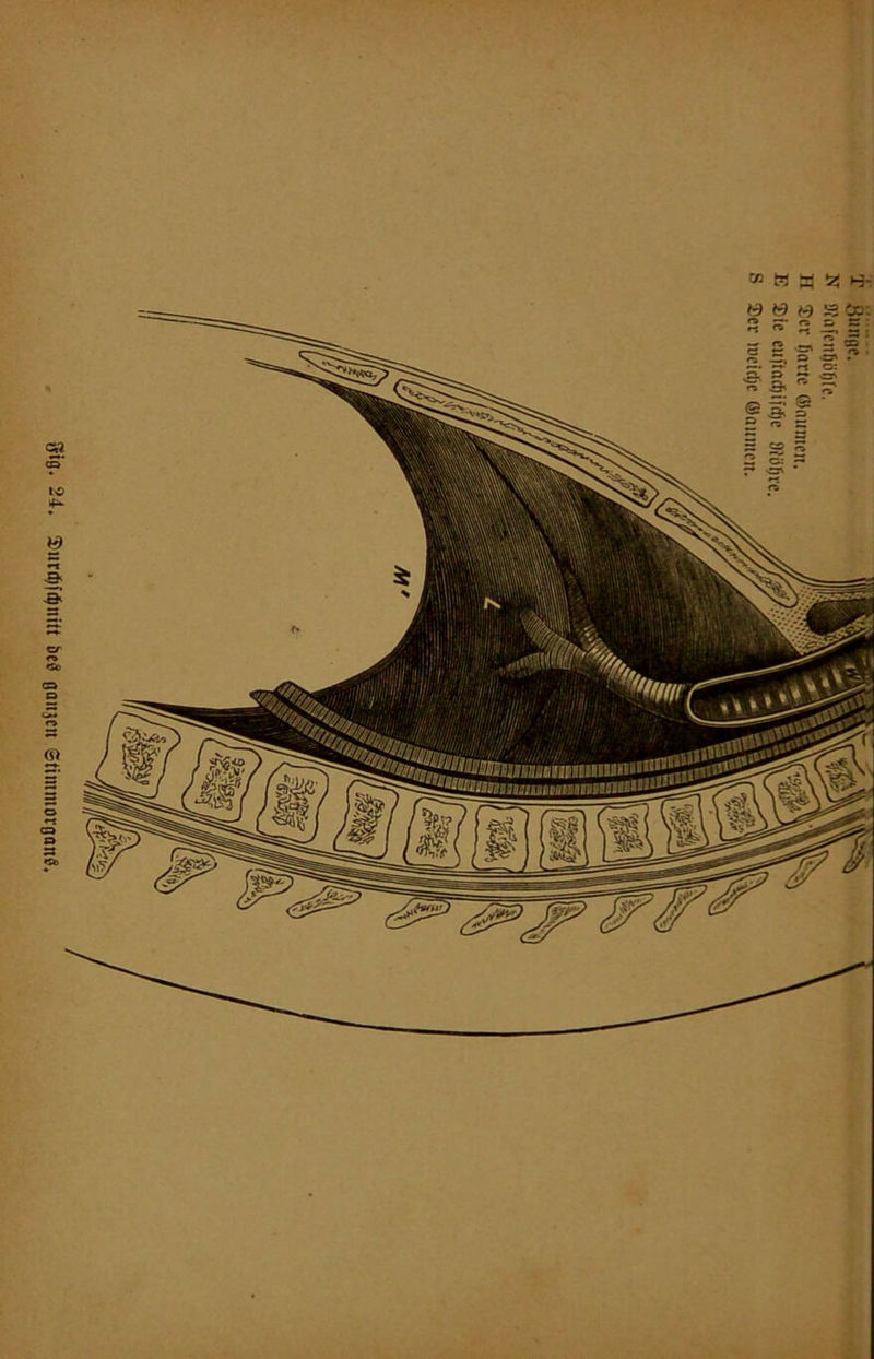 gig. 24. Suirtfjftfmift i>e« bqujcu StimmorgunS.