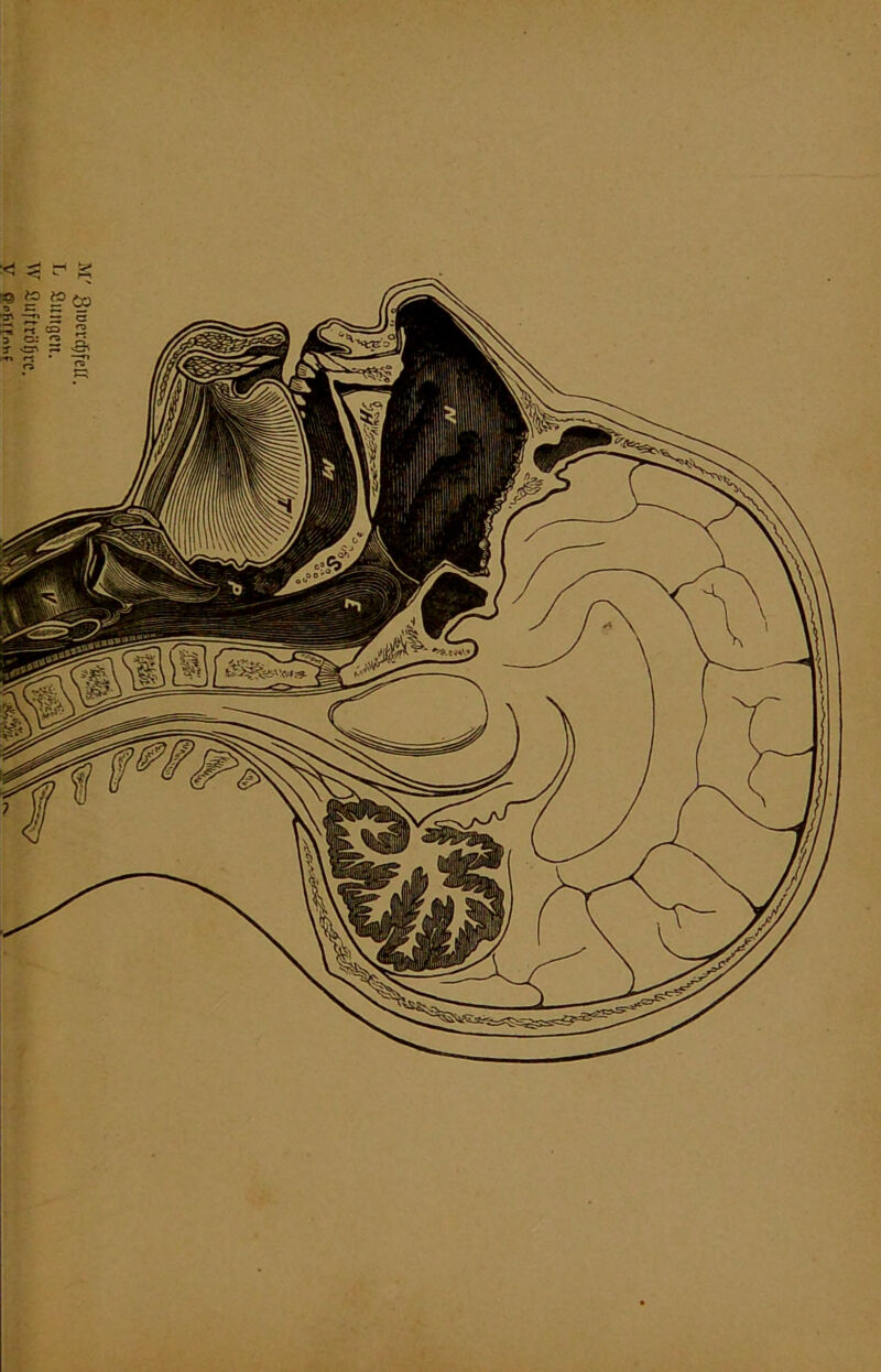 M' Siuevcöfeff. T- ßimgeit. W SuftriJfjrc. v Opfirfnhf