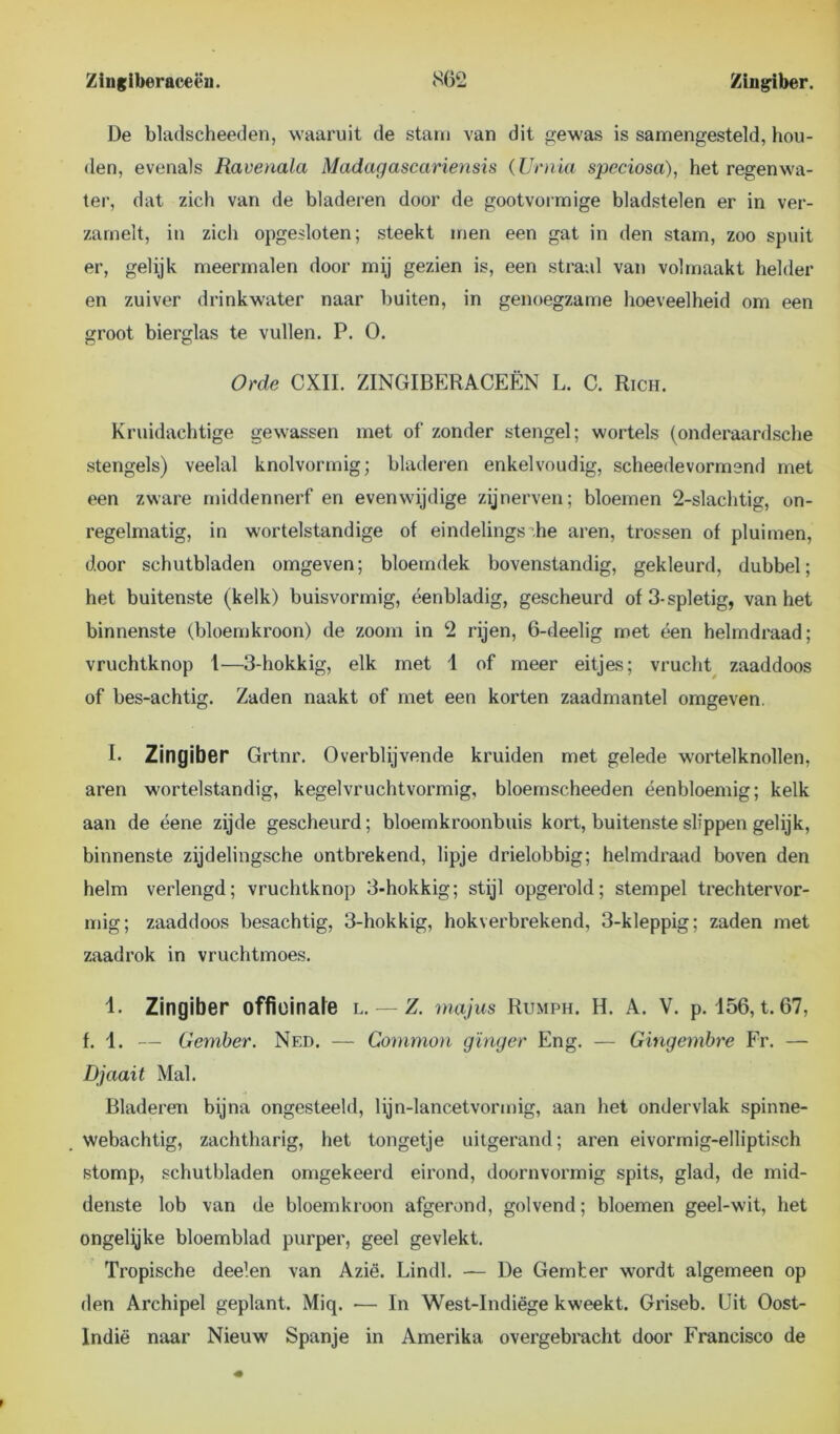 De bladscheeden, waaruit de stam van dit gewas is samengesteld, hou- den, evenals Ravenala Madagascariensis (Urnia speciosa), het regenwa- ter, dat zich van de bladeren door de gootvormige bladstelen er in ver- zamelt, in zich opgesloten; steekt men een gat in den stam, zoo spuit er, gelijk meermalen door mij gezien is, een straal van volmaakt helder en zuiver drinkwater naar buiten, in genoegzame hoeveelheid om een groot bierglas te vullen. P. O. Orde CXIL ZINGIBERACEËN L. C. Rich. Kruidachtige gewassen met of‘ zonder stengel; wortels (onderaardsche stengels) veelal knolvormig; bladeren enkelvoudig, scheedevormend met een zware middennerf en evenwijdige zijnerven; bloemen 2-slachtig, on- regelmatig, in wortelstandige of eindelings he aren, trossen of pluimen, door schutbladen omgeven; bloemdek bovenstandig, gekleurd, dubbel; het buitenste (kelk) buisvormig, éenbladig, gescheurd of3-spletig, van het binnenste (bloemkroon) de zoom in 2 rijen, 6-deelig met een helmdraad; vruchtknop 1—3-hokkig, elk met 1 of meer eitjes; vrucht zaaddoos of bes-achtig. Zaden naakt of met een korten zaadmantel omgeven. I- Zingiber Grtnr. Overblijvende kruiden met gelede wortelknollen, aren wortelstandig, kegelvruchtvormig, bloemscheeden éenbloemig; kelk aan de éene zijde gescheurd; bloemkroonbuis kort, buitenste slippen gelijk, binnenste zijdelingsche ontbrekend, lipje drielobbig; helmdraad boven den helm verlengd; vruchtknop 3-hokkig; stijl opgerold; stempel trechtervor- mig; zaaddoos besachtig, 3-hokkig, hokverbrekend, 3-kleppig; zaden met zaadrok in vruchtmoes. 1. Zingiber officinale l. — Z. majus Rumph. H. A. V. p. 156, t. 67, f. 1. — Gember. Ned. — Common gïnger Eng. — Gingembre Fr. — Djaait Mal. Bladeren bijna ongesteeld, lijn-lancetvormig, aan het ondervlak spinne- webachtig, zachtharig, het tongetje uitgerand; aren eivormig-elliptisch stomp, schutbladen omgekeerd eirond, doorn vormig spits, glad, de mid- denste lob van de bloemkroon afgerond, golvend; bloemen geel-wit, het ongelijke bloemblad purper, geel gevlekt. Tropische deelen van Azië. Lindl. — De Gember wordt algemeen op den Archipel geplant. Miq. — In West-Indiëge kweekt. Griseb. Uit Oost- Indië naar Nieuw Spanje in Amerika overgebracht door Francisco de