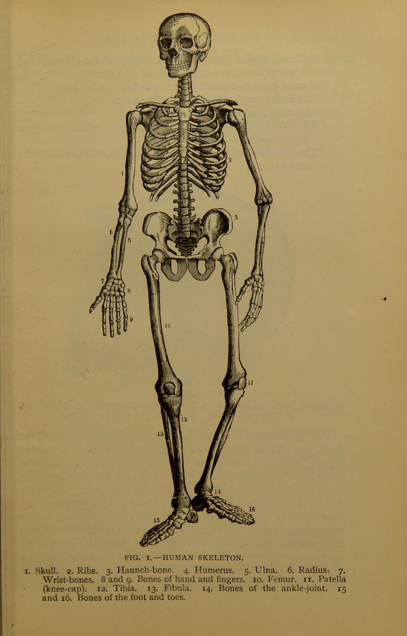 FIG. I.—HUMAN SKELETON. i. Skull. 2. Ribs. 3. Haunch-bone. 4. Humerus. 5. Ulna. 6. Radius-, 7. Wrist-bones. 8 and 9. Bones of hand and fingers. 10. Femur. 11. Patella (knee-cap). 12. Tibia. 13. Fibula. 14. Bones of the ankle-joint. 15 and 16. Bones of the foot and toes.