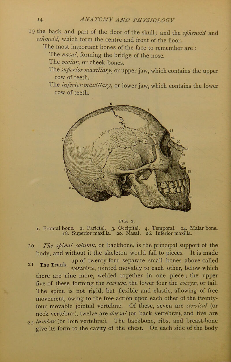 19 the back and part of the floor of the skull; and the sphenoid and ethmoid, which form the centre and front of the floor. The most important bones of the face to remember are : The nasal, forming the bridge of the nose. The malar, or cheek-bones. The superior maxillary, or upper jaw, which contains the upper row of teeth. The inferior maxillary, or lower jaw, which contains the lower row of teeth. fig. 2. 1. Frontal bone. 2. Parietal. 3. Occipital. 4. Temporal. 14. Malar bone. 18. Superior maxilla. 20. Nasal. 26. Inferior maxilla. 20 21 22 The spinal column, or backbone, is the principal support of the body, and without it the skeleton would fall to pieces. It is made . up of twenty-four separate small bones above called Xli6 Trunk vertebra, jointed movably to each other, below which there are nine more, welded together in one piece ; the upper five of these forming the sacrum, the lower four the coccyx, or tail. The spine is not rigid, but flexible and elastic, allowing of free movement, owing to the free action upon each other of the twenty- four movable jointed vertebras. Of these, seven are cervical (or neck vertebras), twelve are dorsal (or back vertebrae), and five are lumbar (or loin vertebrae). The backbone, ribs, and breast-bone give its form to the cavity of the chest. On each side of the body