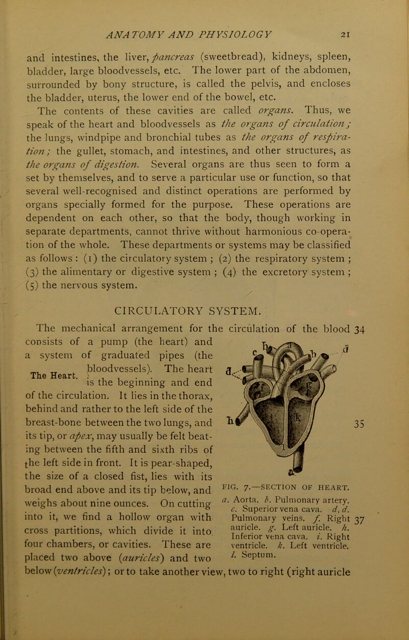 and intestines, the liver, pa?tcreas (sweetbread), kidneys, spleen, bladder, large bloodvessels, etc. The lower part of the abdomen, surrounded by bony structure, is called the pelvis, and encloses the bladder, uterus, the lower end of the bowel, etc. The contents of these cavities are called organs. Thus, we speak of the heart and bloodvessels as the organs of circulation ; the lungs, windpipe and bronchial tubes as the organs of respira- tion; the gullet, stomach, and intestines, and other structures, as the organs of digestion. Several organs are thus seen to form a set by themselves, and to serve a particular use or function, so that several well-recognised and distinct operations are performed by organs specially formed for the purpose. These operations are dependent on each other, so that the body, though working in separate departments, cannot thrive without harmonious co-opera- tion of the whole. These departments or systems may be classified as follows : (i) the circulatory system ; (2) the respiratory system ; (3) the alimentary or digestive system ; (4) the excretory system ; (5) the nervous system. CIRCULATORY SYSTEM. The mechanical arrangement for the circulation of the blood 34 consists of a pump (the heart) and a system of graduated pipes (the „ bloodvessels). The heart is the beginning and end of the circulation. It lies in the thorax, behind and rather to the left side of the breast-bone between the two lungs, and its tip, or apex, may usually be felt beat- ing between the fifth and sixth ribs of the left side in front. It is pear-shaped, the size of a closed fist, lies with its broad end above and its tip below, and weighs about nine ounces. On cutting into it, we find a hollow organ with cross partitions, which divide it into four chambers, or cavities. These are placed two above (auricles) and two below (ventricles); or to take another view, two to right (right auricle FIG. 7.—SECTION OF HEART. a. Aorta, b. Pulmonary artery. c. Superior vena cava, d, d. Pulmonary veins, f. Right 37 auricle, g. Left auricle, h. Inferior vena cava. i. Right ventricle, k. Left ventricle. /. Septum.