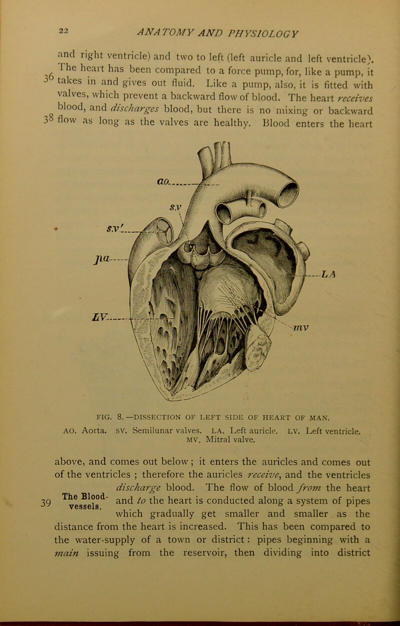 and right ventricle) and two to left (left auricle and left ventricle). 6 The heart has been compared to a force pump, for, like a pump, it 3 takes in and gives out fluid. Like a pump, also, it is fitted with \alves, which pi event a backward flow of blood. The heart receives blood, and discharges blood, but there is no mixing or backward 3s flow as long as the valves are healthy. Blood enters the heart FIG. 8. —DISSECTION OF LEFT SIDE OF HEART OF MAN. AO. Aorta. SV. Semilunar valves. LA. Left auricle, lv. Left ventricle. mv. Mitral valve. above, and comes out below; it enters the auricles and comes out of the ventricles ; therefore the auricles receive, and the ventricles discharge blood. The flow of blood from the heart Tye^elsd and to t^e ^eart's conducted along a system of pipes which gradually get smaller and smaller as the distance from the heart is increased. This has been compared to the water-supply of a town or district: pipes beginning with a main issuing from the reservoir, then dividing into district