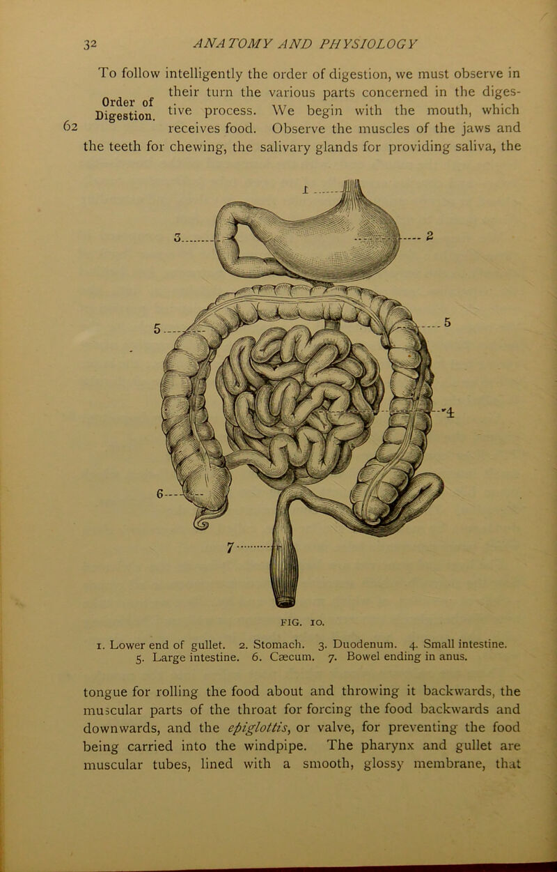 To follow intelligently the order of digestion, we must observe in 0 ^ ^ their turn the various parts concerned in the diges- Digestion t've Process- We begin with the mouth, which 62 receives food. Observe the muscles of the jaws and the teeth for chewing, the salivary glands for providing saliva, the FIG. 10. 1. Lower end of gullet. 2. Stomach. 3. Duodenum. 4. Small intestine. 5. Large intestine. 6. Caecum. 7. Bowel ending in anus. tongue for rolling the food about and throwing it backwards, the muscular parts of the throat for forcing the food backwards and downwards, and the epiglottis, or valve, for preventing the food being carried into the windpipe. The pharynx and gullet are muscular tubes, lined with a smooth, glossy membrane, that