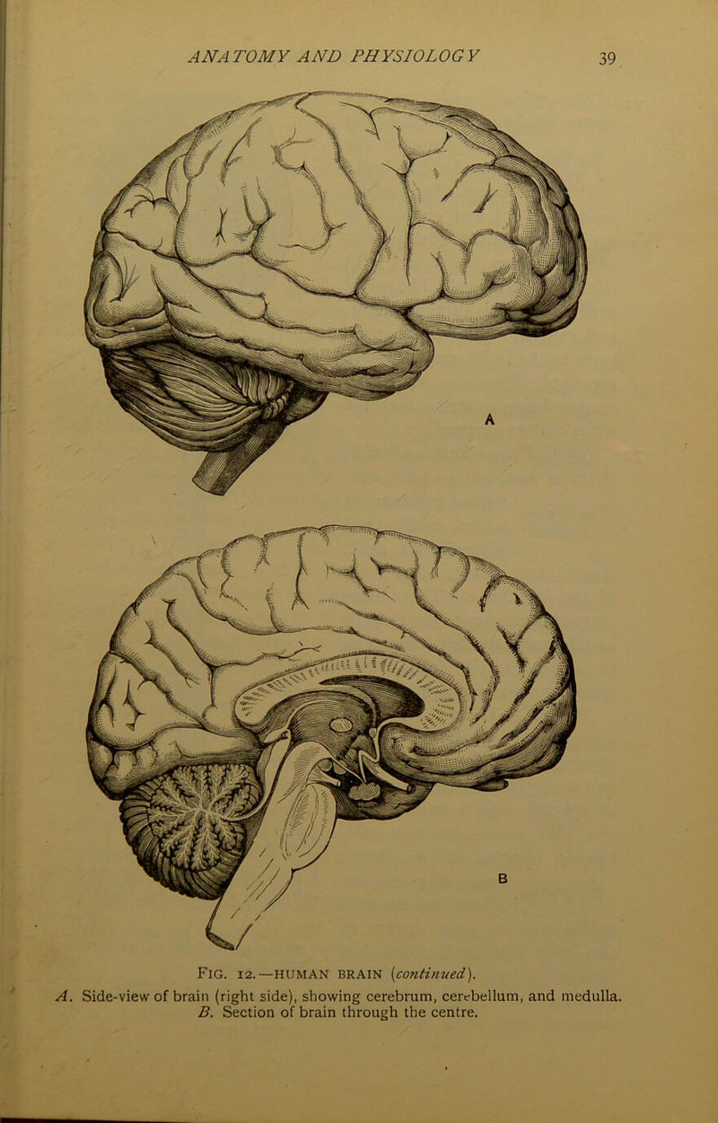 Fig. 12.—HUMAN brain (continued). A. Side-view of brain (right side), showing cerebrum, cerebellum, and medulla, B. Section of brain through the centre.