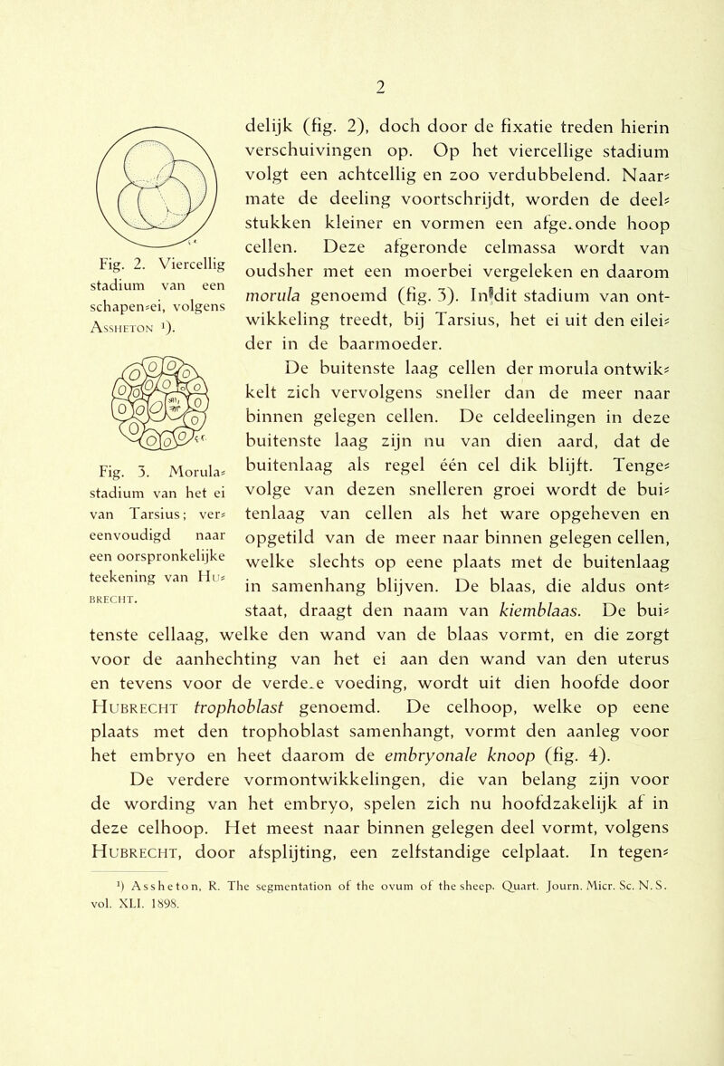 delijk (fig. 2), doch door de fixatie treden hierin verschuivingen op. Op het viercellige stadium volgt een achtcellig en zoo verdubbelend. Naar? mate de deeling voortschrijdt, worden de deeh stukken kleiner en vormen een afgeronde hoop cellen. Deze afgeronde celmassa wordt van oudsher met een moerbei vergeleken en daarom monila genoemd (fig. 3). Infdit stadium van ont- wikkeling treedt, bij Tarsius, het ei uit den eilei^ der in de baarmoeder. De buitenste laag cellen der morula ontwik^ kelt zich vervolgens sneller dan de meer naar binnen gelegen cellen. De celdeelingen in deze buitenste laag zijn nu van dien aard, dat de buitenlaag als regel één cel dik blijft. Tenge? volge van dezen snelleren groei wordt de bui? tenlaag van cellen als het ware opgeheven en opgetild van de meer naar binnen gelegen cellen, welke slechts op eene plaats met de buitenlaag in samenhang blijven. De blaas, die aldus ont? staat, draagt den naam van kiemblaas. De bui? tenste cellaag, welke den wand van de blaas vormt, en die zorgt voor de aanhechting van het ei aan den wand van den uterus en tevens voor de verde..e voeding, wordt uit dien hoofde door Hubrecht trophoblast genoemd. De celhoop, welke op eene plaats met den trophoblast samenhangt, vormt den aanleg voor het embryo en heet daarom de embryonale knoop (fig. 4). De verdere vormontwikkelingen, die van belang zijn voor de wording van het embryo, spelen zich nu hoofdzakelijk af in deze celhoop. Het meest naar binnen gelegen deel vormt, volgens Hubrecht, door afsplijting, een zelfstandige celplaat. In tegen? T Assheton, R. The segmcntation of the ovum of the sheep. Quart. Journ. Mier. Sc. N. S. vol. XLI. 1898. Fig. 2. Viercellig stadium van een schapen=ei, volgens Assheton O- Fig. 3. Morula^ stadium van het ei van Tarsius; ver^ eenvoudigd naar een oorspronkelijke teekening van Hu* BRECHT.