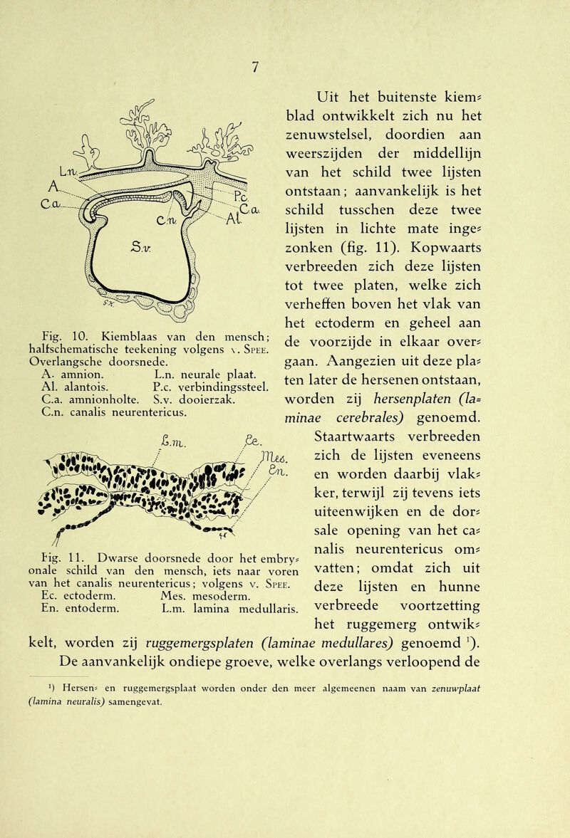Fig. 10. Kiemblaas van den mensch; haltschematische teekening volgens \. Spee. Overlangsche doorsnede. A. amnion. L.n. neurale plaat. Al. alantois. P.c. verbindingssteel. C.a. amnionholte. S.v. dooierzak. C.n. canalis neurentericus. Uit het buitenste kiem=: blad ontwikkelt zich nu het zenuwstelsel, doordien aan weerszijden der middellijn van het schild twee lijsten ontstaan ; aanvankelijk is het schild tusschen deze twee lijsten in lichte mate inge^ zonken (fig. 11). Kopwaarts verbreeden zich deze lijsten tot twee platen, welke zich verheffen boven het vlak van het ectoderm en geheel aan de voorzijde in elkaar over^ gaan. Aangezien uit deze pla? ten later de hersenen ontstaan, worden zij hersenplaten (la= minae cerebrales) genoemd. Staartwaarts verbreeden zich de lijsten eveneens en worden daarbij vlak? ker, terwijl zij tevens iets uiteenwijken en de dor? sale opening van het ca? nalis neurentericus om? vatten; omdat zich uit deze lijsten en hunne verbreede voortzetting het ruggemerg ontwik? kelt, worden zij ruggemergsplaten (laminae meduUares) genoemd ^). De aanvankelijk ondiepe groeve, welke overlangs verloopend de fig. 11. Dwarse doorsnede door het embryo onale schild van den mensch, iets naar voren van het canalis neurentericus; volgens v. Spee. Ec. ectoderm. Mes. mesoderm. En. entoderm. L.m. lamina medullaris. ') Hersens en ruggemergsplaat worden onder den meer algemeenen naam van zenuwplaat (lamina neuralis) samengevat.