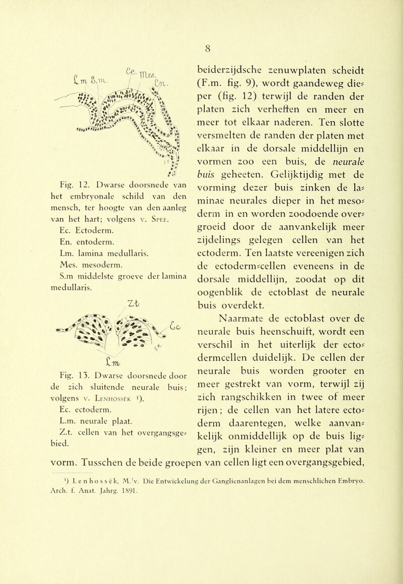 Fig. 12. Dwarse doorsnede van het embryonale schild van den mensch, ter hoogte van den aanleg van het hart; volgens v. Spee. Ec. Ectoderm. En. entoderm. Lm. lamina medullaris. Mes. mesoderm. beiderzijdsche zenuwplaten scheidt (F.m. fig. 9), wordt gaandeweg die? per (fig. 12) terwijl de randen der platen zich verheften en meer en meer tot elkaar naderen. Ten slotte versmelten de randen der platen met elkaar in de dorsale middellijn en vormen zoo een buis, de neurale buis geheeten. Gelijktijdig met de vorming dezer buis zinken de la? minae neurales dieper in het meso? derm in en worden zoodoende over? groeid door de aanvankelijk meer zijdelings gelegen cellen van het ectoderm. Ten laatste vereenigen zich de ectoderm?cellen eveneens in de S.m middelste groeve der lamma dorsale middellijn, zoodat op dit medullaris. oogenblik de ectoblast de neurale buis overdekt. Naarmate de ectoblast over de neurale buis heenschuift, wordt een verschil in het uiterlijk der ecto? dermcellen duidelijk. De cellen der neurale buis worden grooter en meer gestrekt van vorm, terwijl zij zich rangschikken in twee of meer rijen; de cellen van het latere ecto? derm daarentegen, welke aanvan? kelijk onmiddellijk op de buis lig? gen, zijn kleiner en meer plat van vorm. Tusschen de beide groepen van cellen ligt een overgangsgebied. Fig. 13. Dwarse doorsnede door de zich sluitende neurale buis; volgens V. Lenhossék 9- Ec. ectoderm. L.m. neurale plaat. Z.t. cellen van het overgangsge* bied. ’) Lenhossék, M. ^v. Die Entwickelung der Ganglienanlagen bei dem menschlichen Embryo. Arch, f. Anat. Jahrg. 1891.
