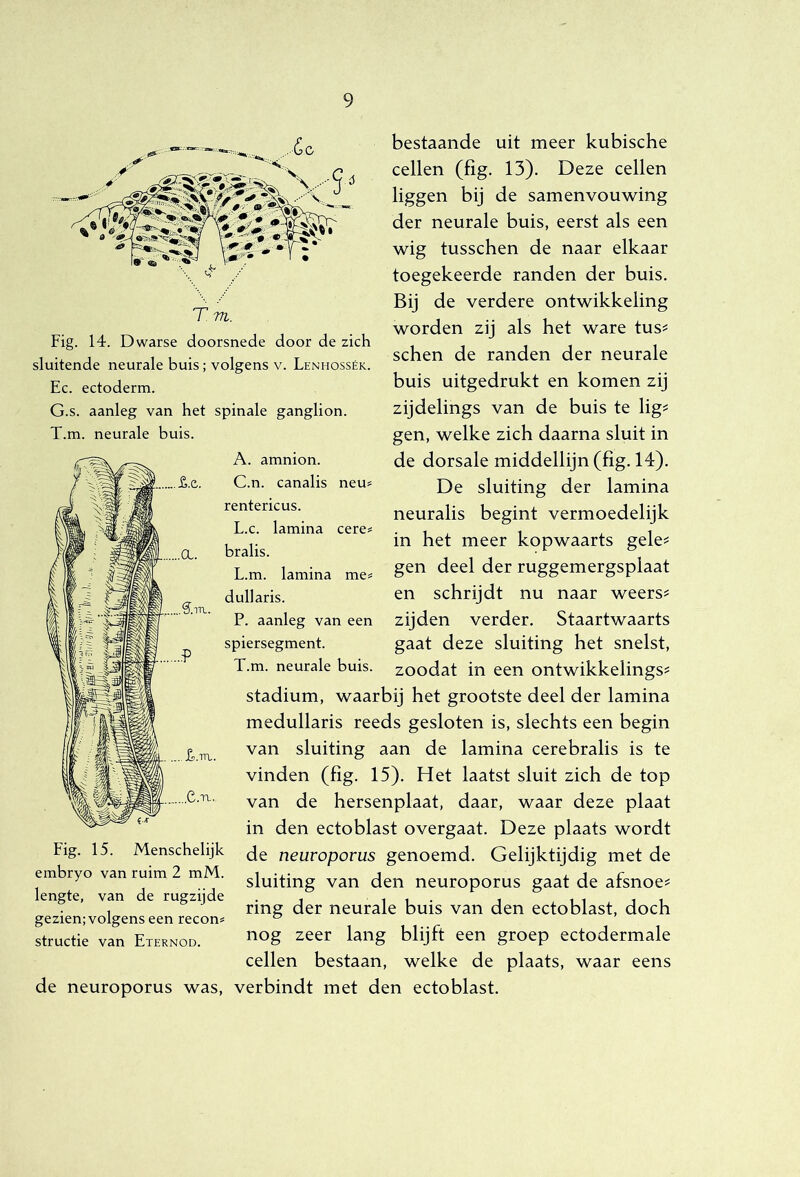 bestaande uit meer kubische cellen (fig. 13). Deze cellen liggen bij de samenvouwing der neurale buis, eerst als een wig tusschen de naar elkaar toegekeerde randen der buis. Bij de verdere ontwikkeling worden zij als het ware tus^ schen de randen der neurale buis uitgedrukt en komen zij zijdelings van de buis te lig^ gen, welke zich daarna sluit in de dorsale middellijn (fig. 14). De sluiting der lamina neuralis begint vermoedelijk in het meer kopwaarts gele^ gen deel der ruggemergsplaat en schrijdt nu naar weers^ zijden verder. Staartwaarts gaat deze sluiting het snelst, zoodat in een ontwikkelings? stadium, waarbij het grootste deel der lamina medullaris reeds gesloten is, slechts een begin van sluiting aan de lamina cerebralis is te vinden (fig. 15). Het laatst sluit zich de top van de hersenplaat, daar, waar deze plaat in den ectoblast overgaat. Deze plaats wordt de neuvopovus genoemd. Gelijktijdig met de sluiting van den neuroporus gaat de afsnoe? ring der neurale buis van den ectoblast, doch nog zeer lang blijft een groep ectodermale cellen bestaan, welke de plaats, waar eens de neuroporus was, verbindt met den ectoblast. T m. Fig. 14. Dwarse doorsnede door de zich sluitende neurale buis; volgens v. Lenhossék. Ec. ectoderm. G.s. aanleg van het spinale ganglion. T.m. neurale buis. A. amnion. C.n. canalis neu# rentericus. L.c. lamina cere= bralis. L.m. lamina me^ dullaris. P. aanleg van een spiersegment. T.m. neurale buis. ...T.itl. Fig. 15. Menschelijk embryo van ruim 2 mM. lengte, van de rugzijde gezien; volgens een recon# structie van Eternod.