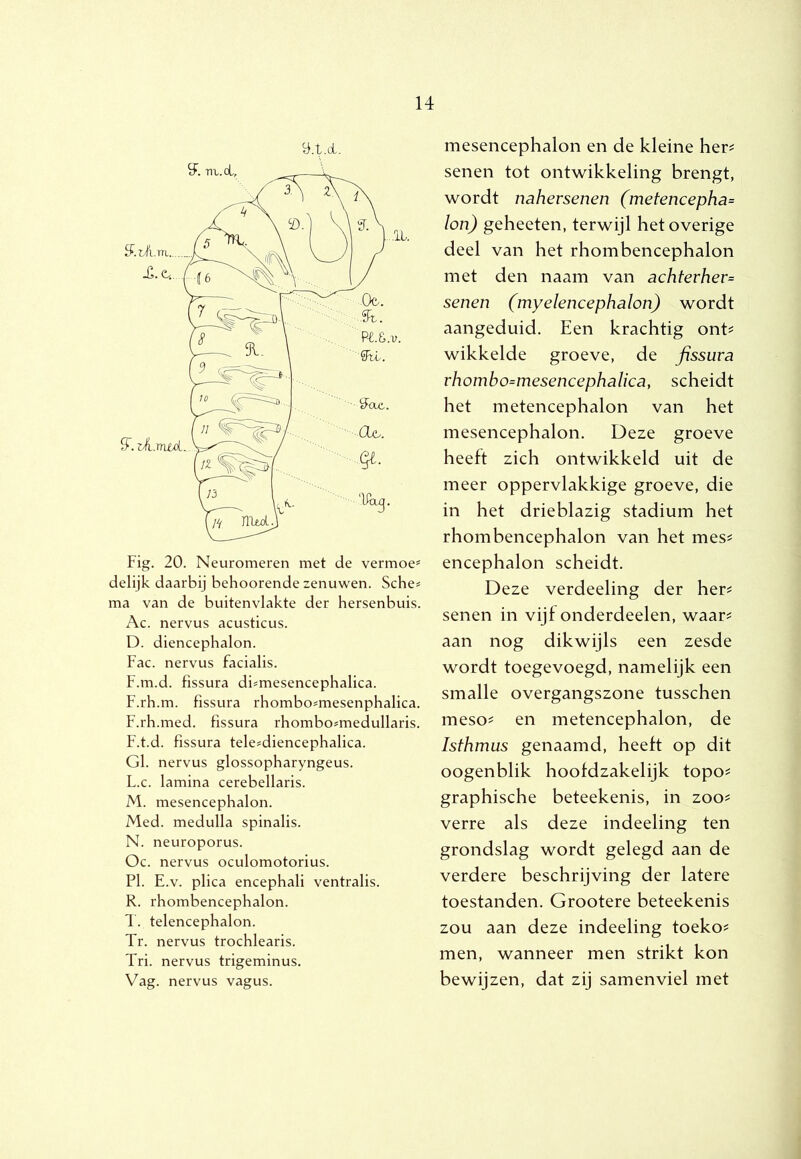 Fig. 20. Neuromeren met de vermoe* delijk daarbij behoorende zenuwen. Sche* ma van de buitenvlakte der hersenbuis. Ac. nervus acusticus. D. diencephalon. Fac. nervus facialis. F.m.d. fissura di=mesencephalica. F.rh.m. fissura rhombo^mesenphalica. F.rh.med. fissura rhombo^medullaris. F.t.d. fissura tele=diencephalica. Gl. nervus glossopharyngeus. L. c. lamina cerebellaris. M. mesencephalon. Med. medulla spinalis. N. neuroporus. Oc. nervus oculomotorius. PI. E.v. plica encephali ventralis. R. rhombencephalon. T. telencephalon. Tr. nervus trochlearis. Tri. nervus trigeminus. Vag. nervus vagus. mesencephalon en de kleine her^ senen tot ontwikkeling brengt, wordt nahersenen (metencepha= Ion) geheeten, terwijl het overige deel van het rhombencephalon met den naam van achterher= senen (myelencephalon) wordt aangeduid. Een krachtig ont^ wikkelde groeve, de fissura rhombo=mesencephalica, scheidt het metencephalon van het mesencephalon. Deze groeve heeft zich ontwikkeld uit de meer oppervlakkige groeve, die in het drieblazig stadium het rhombencephalon van het mes? encephalon scheidt. Deze verdeeling der her? senen in vijf onderdeelen, waar? aan nog dikwijls een zesde wordt toegevoegd, namelijk een smalle overgangszone tusschen meso? en metencephalon, de Isthmus genaamd, heeft op dit oogenblik hoofdzakelijk topo? graphische beteekenis, in zoo? verre als deze indeeling ten grondslag wordt gelegd aan de verdere beschrijving der latere toestanden. Grootere beteekenis zou aan deze indeeling toeko? men, wanneer men strikt kon bewijzen, dat zij samenviel met