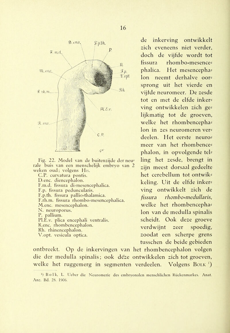 de inkerving ontwikkelt zich eveneens niet verder, doch de vijfde wordt tot fissura rhombo=mesence# phalica. Het mesencepha^ Ion neemt derhalve oor? sprong uit het vierde en vijfde neuromeer. De zesde tot en met de elfde inker? ving ontwikkelen zich ge? lijkmatig tot de groeven, welke het rhombencepha? Ion in zes neuromeren ver? deelen. Het eerste neuro? meer van het rhombence? phalon, in opvolgende tel? ling het zesde, brengt in zijn meest dorsaal gedeelte het cerebellum tot ontwik? keling. Uit de elfde inker? ving ontwikkelt zich de fissura rhombo=medullaris, welke het rhombencepha? Ion van de medulla spinalis scheidt. Ook deze groeve verdwijnt zeer spoedig, zoodat een scherpe grens tusschen de beide gebieden ontbreekt. Op de inkervingen van het rhombencephalon volgen die der medulla spinalis; ook deze ontwikkelen zich tot groeven, welke het ruggemerg in segmenten verdeelen. Volgens Bolk ‘) ') B o 1 k, L. Ueber die Neuromerie des embryonalen menschlichen Rückenmarkes. Anat. Anz. Bd. 28. 1906. Fig. 22. Model van de buitenzijde der neu* rale buis van een menschelijk embryo van 2 weken oud; volgens FIis. C. P. curvatura pontis. D. enc. diencephalon. F.m.d. fissura di^mesencephalica. F.p. fissura peduncularis. F.p.th. fissura palliosthalamica. F.rh.m. fissura rhombosmesencephalica. M. enc. mesencephalon. N. neuroporus. P. pallium. Pl.E.v. plica encephali ventralis. R.enc. rhombencephalon. Rh. rhinencephalon. V.opt. vesicula optica.