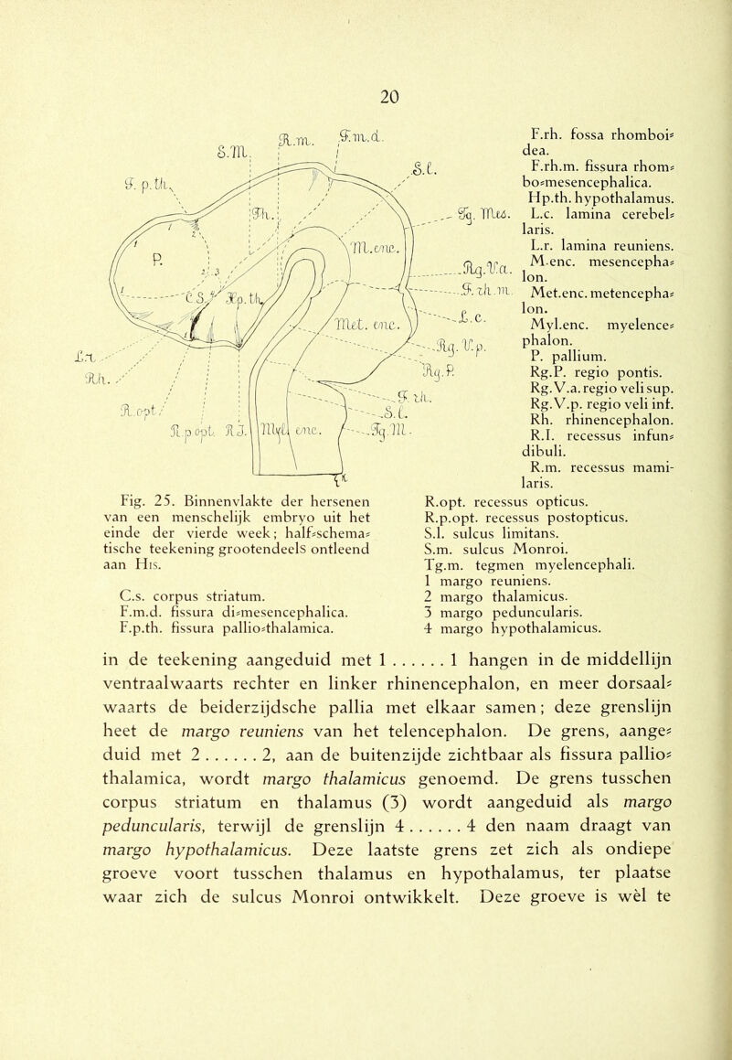 Fig. 25. Binnenvlakte der hersenen van een menschelijk embryo uit het einde der vierde week; halBschema= tische teekening grootendeels ontleend aan His. C.s. corpus striatum. F.m.d. fissura di^mesencephalica. F.p.th. fissura pallio4halamica. F.rh. fossa rhomboh dea. F.rh.m. fissura rhom^ bo^mesencephalica. Hp.th. hypothalamus. L.c. lamina cerebeb laris. L.r. lamina reuniens. M-enc. mesencepha? Ion. Met.enc. metencephas Ion. Myl.enc. myelence^ phalon. P. pallium. Rg.P. regio pontis. Rg. V.a. regio veli sup. Rg.V.p. regio veli inf. Rh. rhinencephalon. R.I. recessus infun? dibuli. R.m. recessus mami- laris. R.opt. recessus opticus. R. p.opt. recessus postopticus. S. 1. sulcus limitans. S.m. sulcus Monroi. Tg.m. tegmen myelencephali. 1 margo reuniens. 2 margo thalamicus. 3 margo peduncularis. 4 margo hypothalamicus. in de teekening aangeduid met 1 1 hangen in de middellijn ventraalwaarts rechter en linker rhinencephalon, en meer dorsaal# waarts de beiderzijdsche pallia met elkaar samen; deze grenslijn heet de margo reuniens van het telencephalon. De grens, aange# duid met 2 2, aan de buitenzijde zichtbaar als fissura pallio# thalamica, wordt margo thalamicus genoemd. De grens tusschen corpus striatum en thalamus (3) wordt aangeduid als margo peduncularis, terwijl de grenslijn 4 4 den naam draagt van margo hypothalamicus. Deze laatste grens zet zich als ondiepe groeve voort tusschen thalamus en hypothalamus, ter plaatse waar zich de sulcus Monroi ontwikkelt. Deze groeve is wèl te
